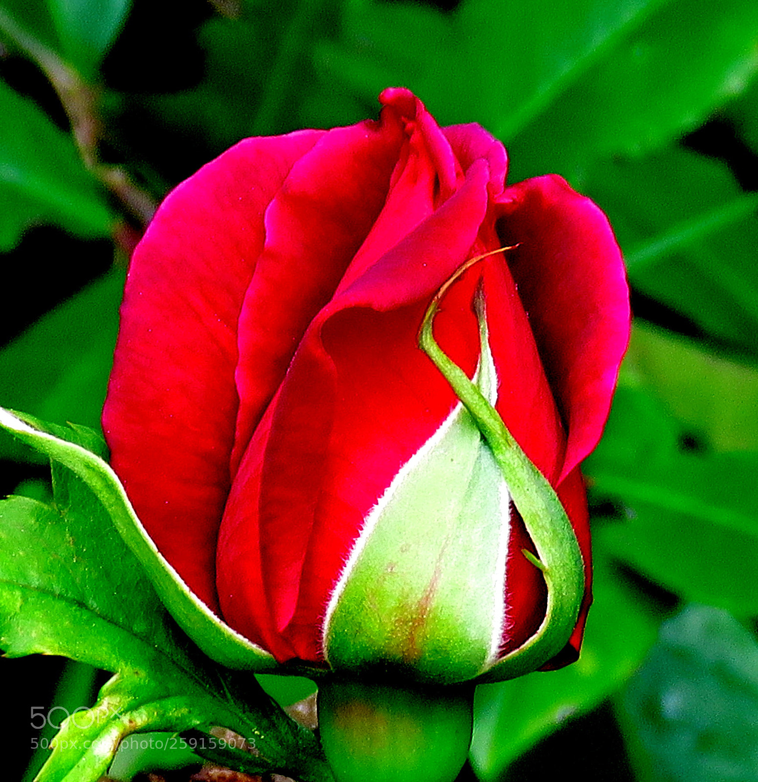 Canon PowerShot SX60 HS sample photo. A blossoming nice red photography