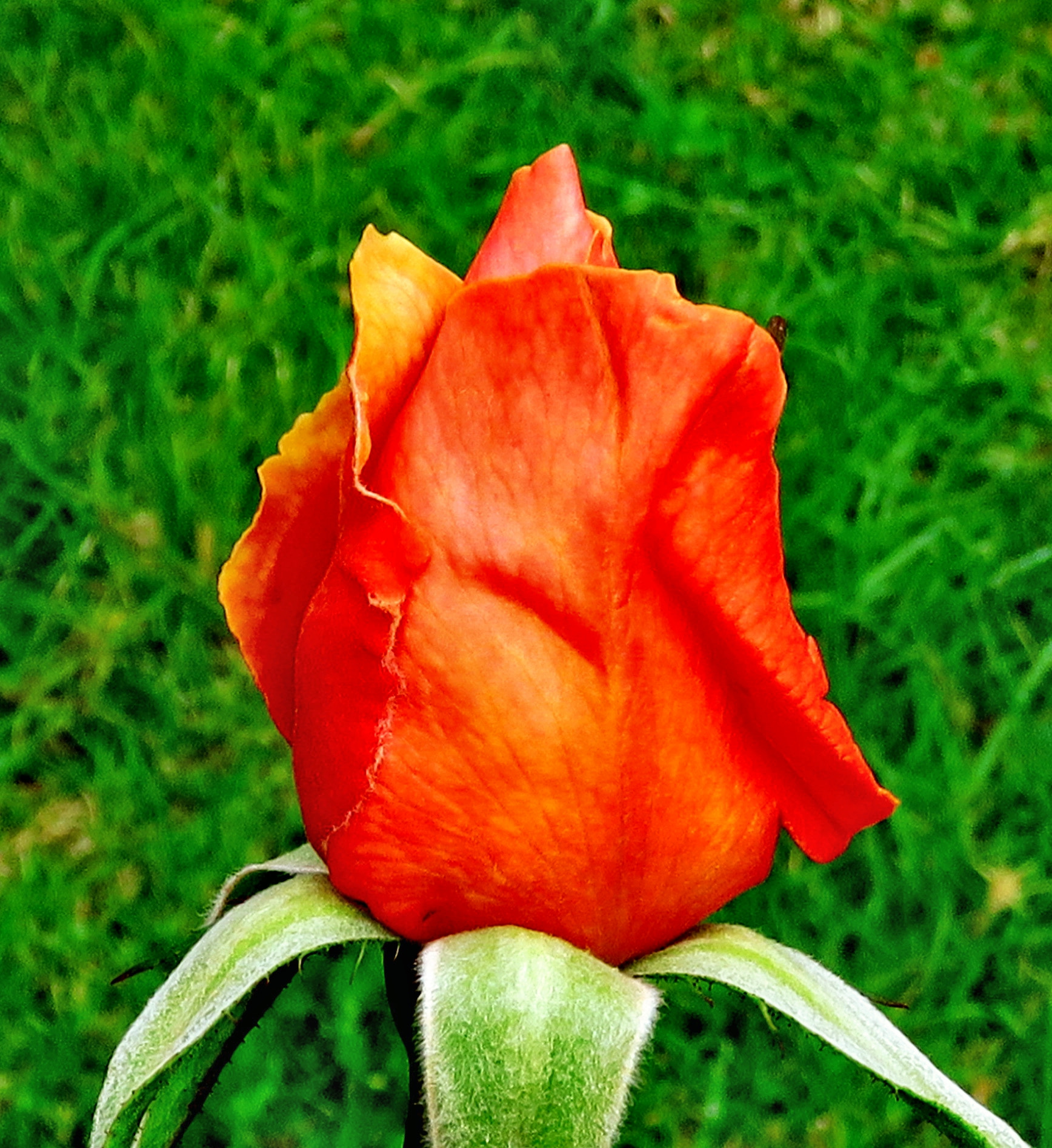 Canon PowerShot SX60 HS + 3.8 - 247.0 mm sample photo. A blossoming orange rose flower photography