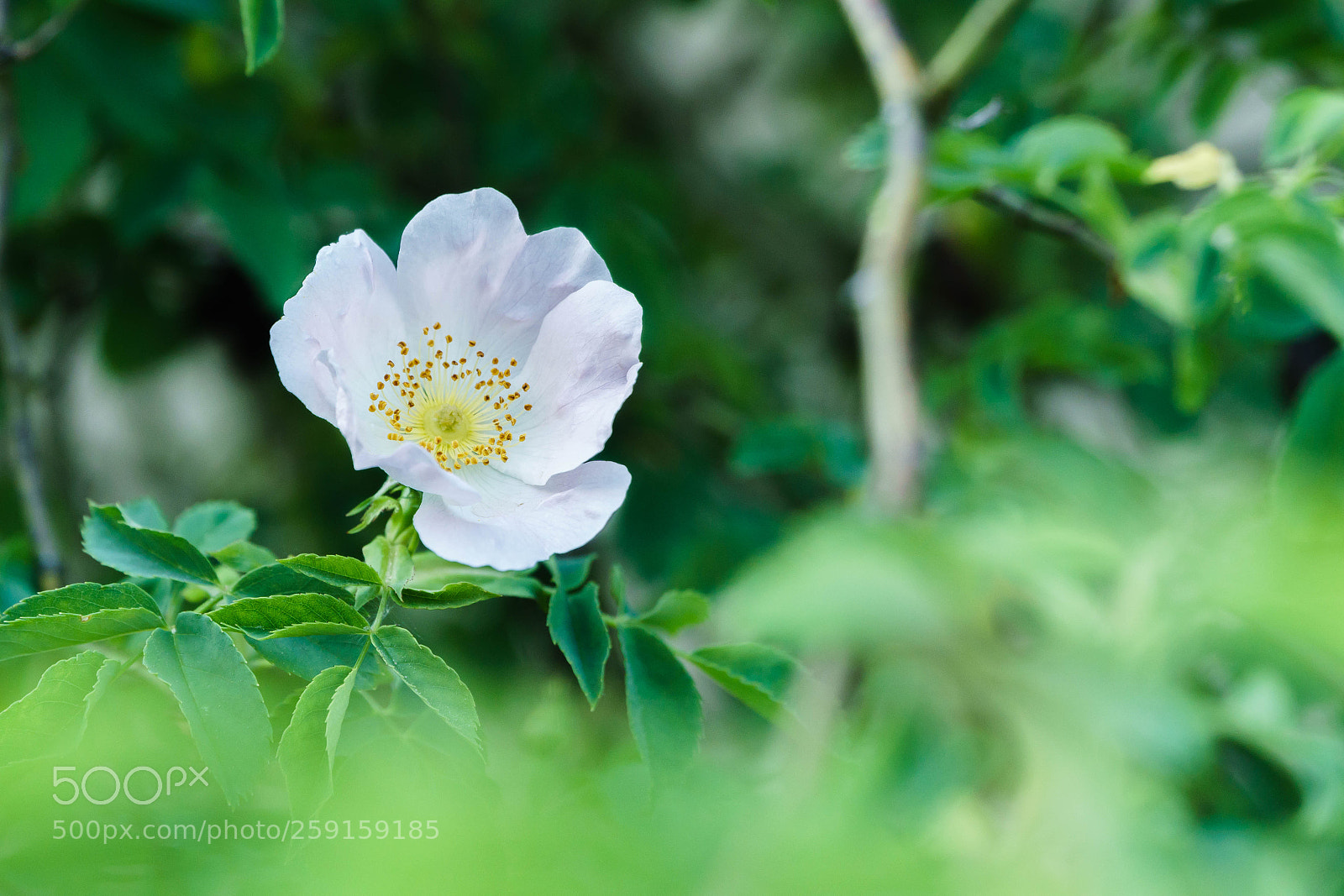 Sony a6300 sample photo. In the green photography