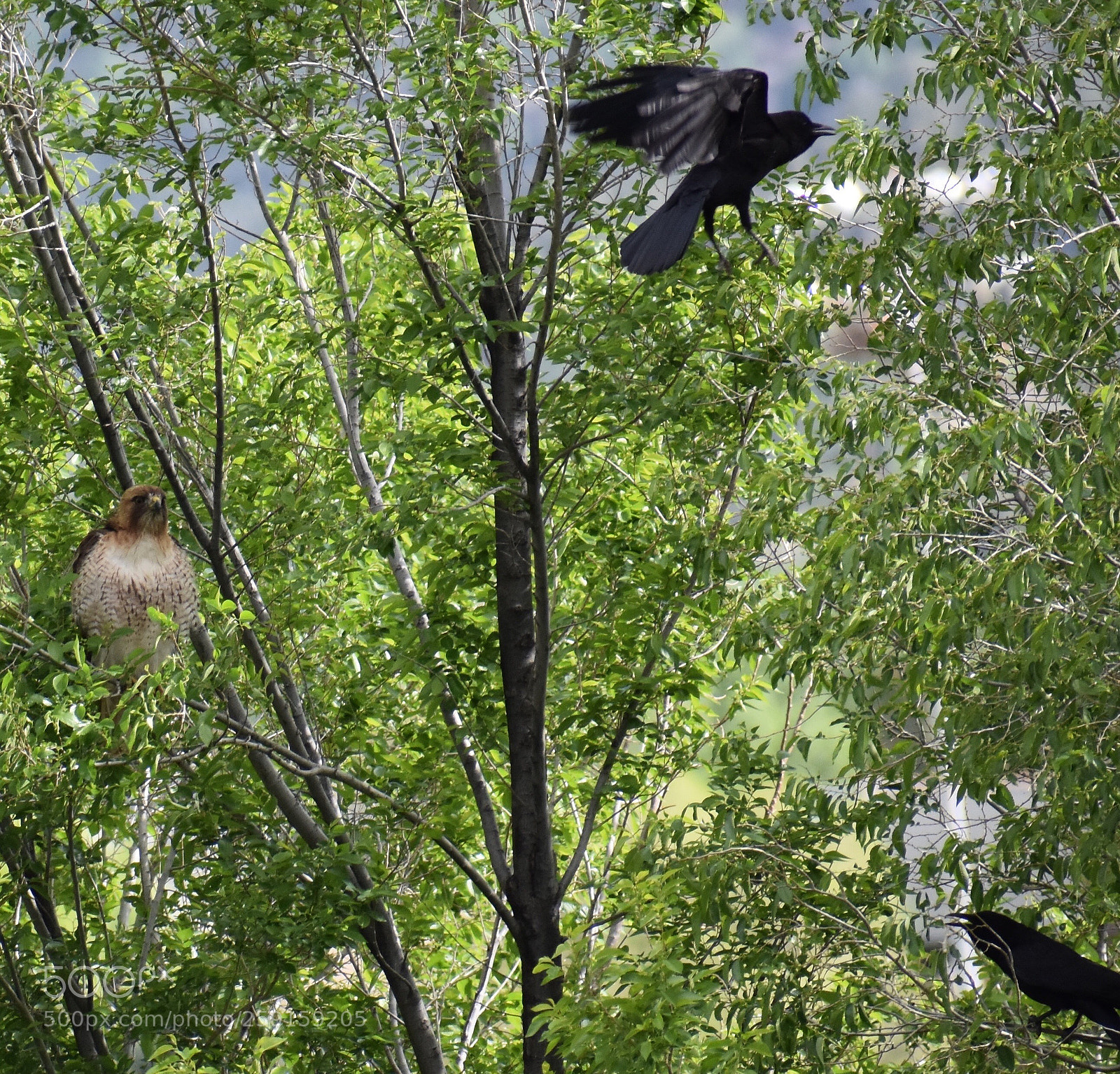 Nikon D3400 sample photo. Territory dispute on white photography