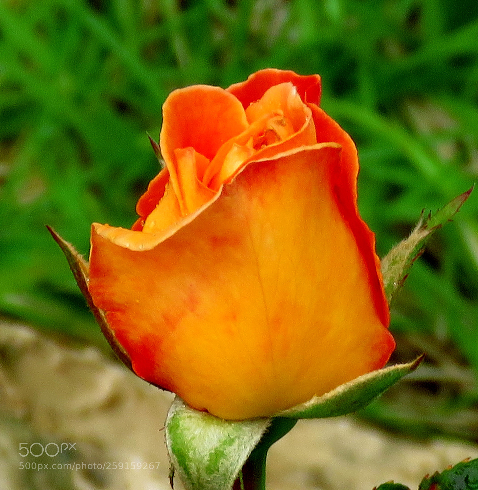 Canon PowerShot SX60 HS sample photo. A blossoming gold rose photography