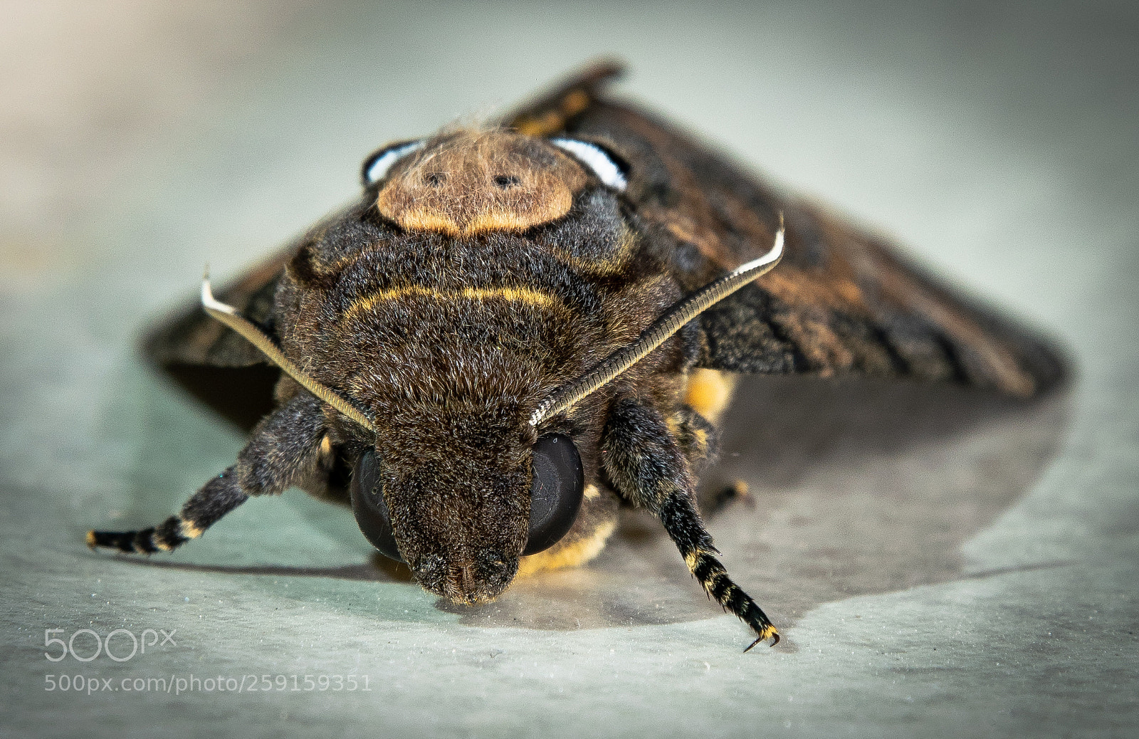 Nikon D5300 sample photo. Deaths head hawk moth photography