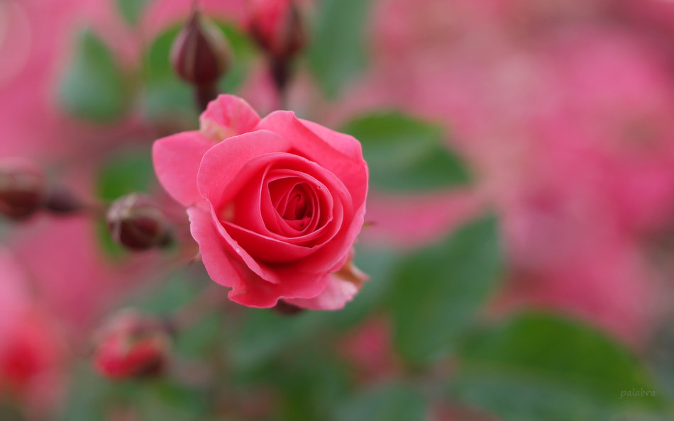 Samsung NX1 sample photo. ... photography