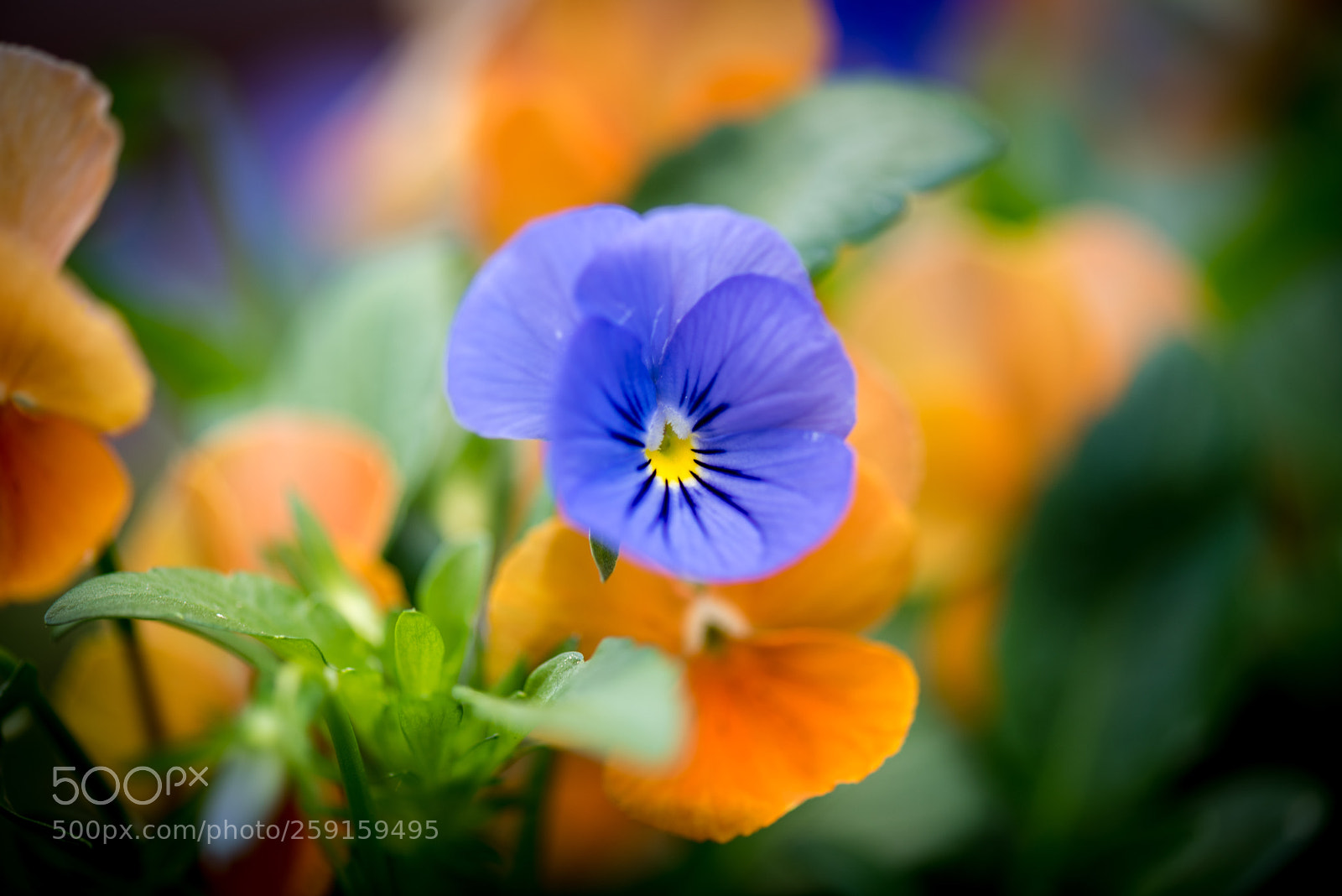 Nikon D810 sample photo. Contrast photography