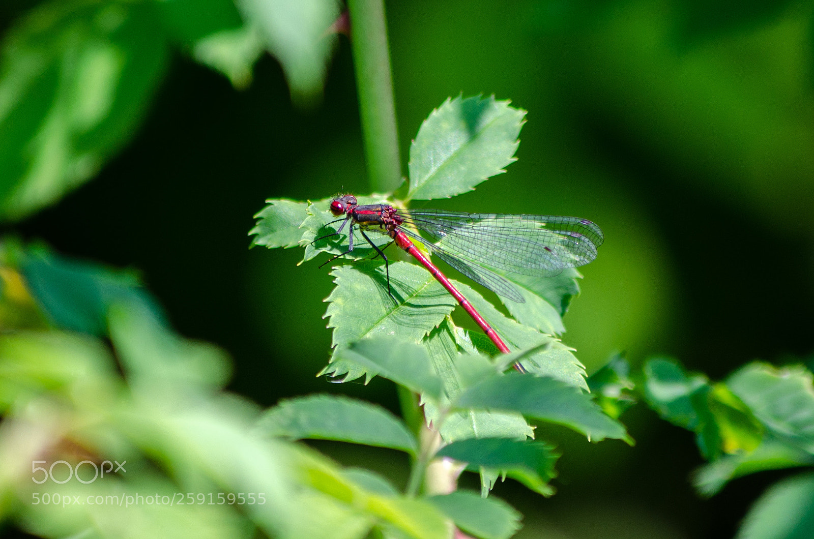 Nikon D5100 sample photo. Rote libelle photography