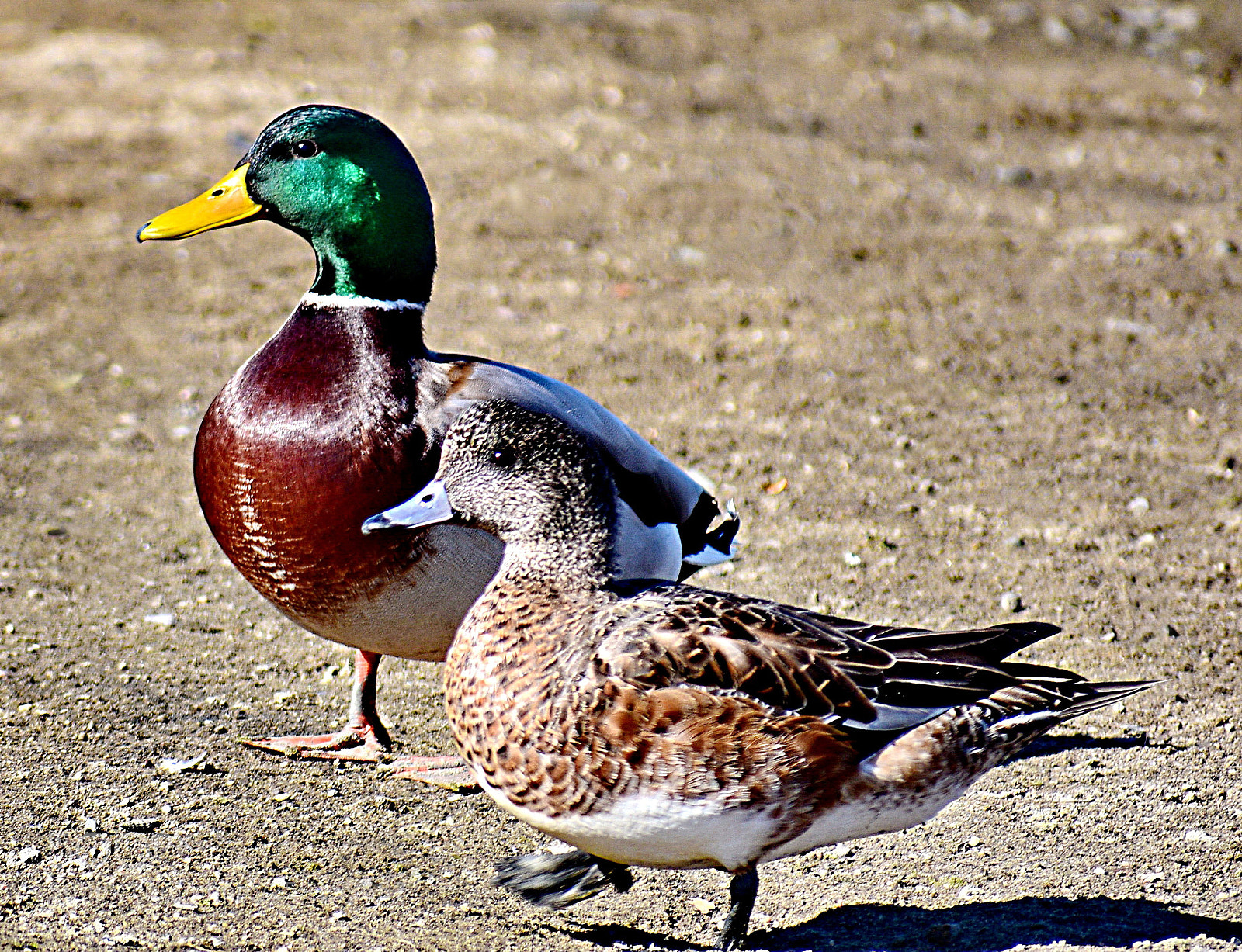 Nikon D7200 sample photo. Two ducks taking their photography