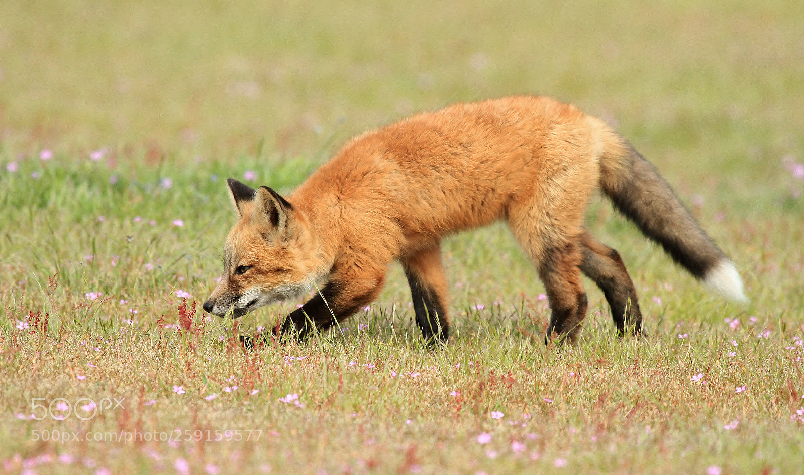 Canon EOS 7D sample photo. Red fox cuteness photography