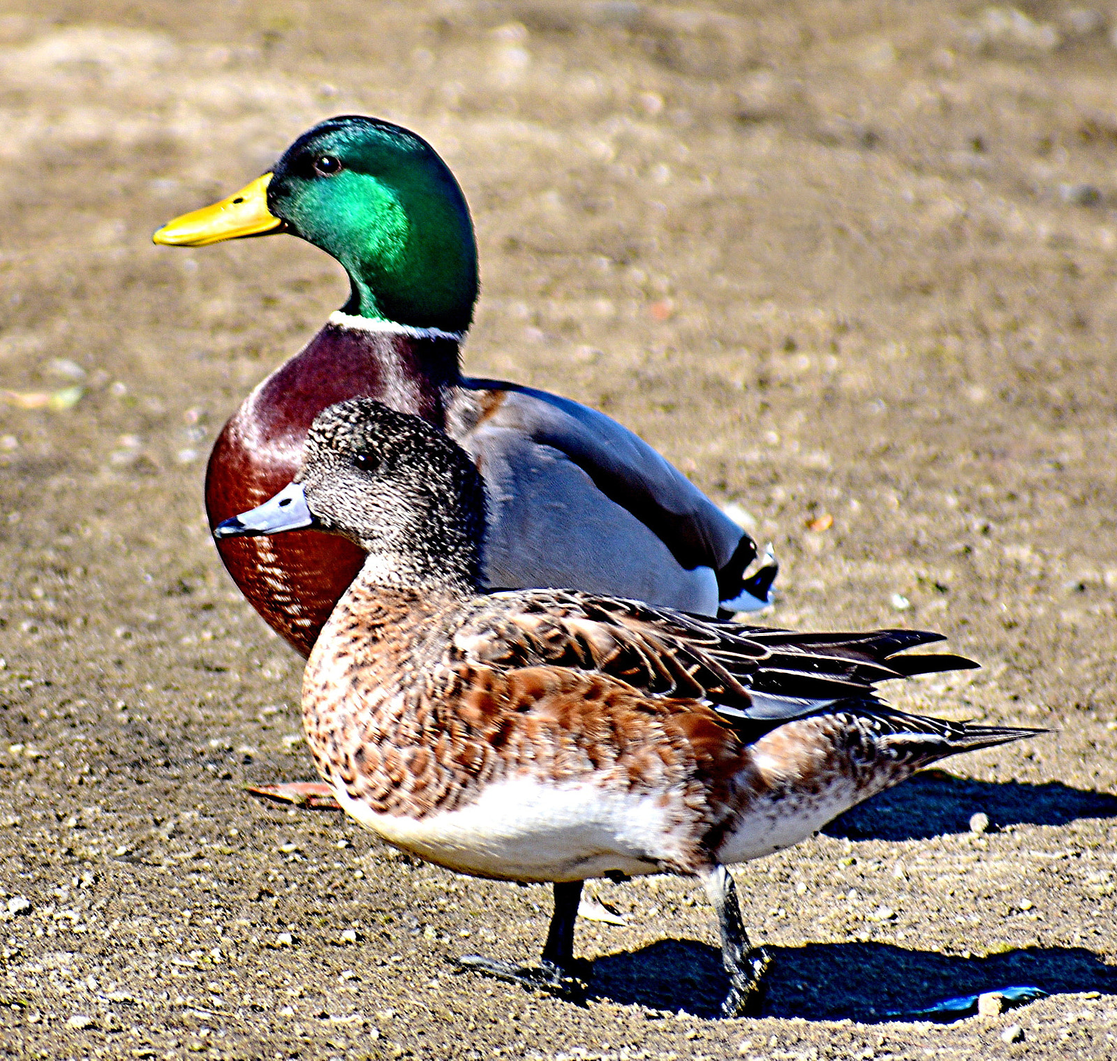 Nikon D7200 sample photo. Two ducks taking their photography