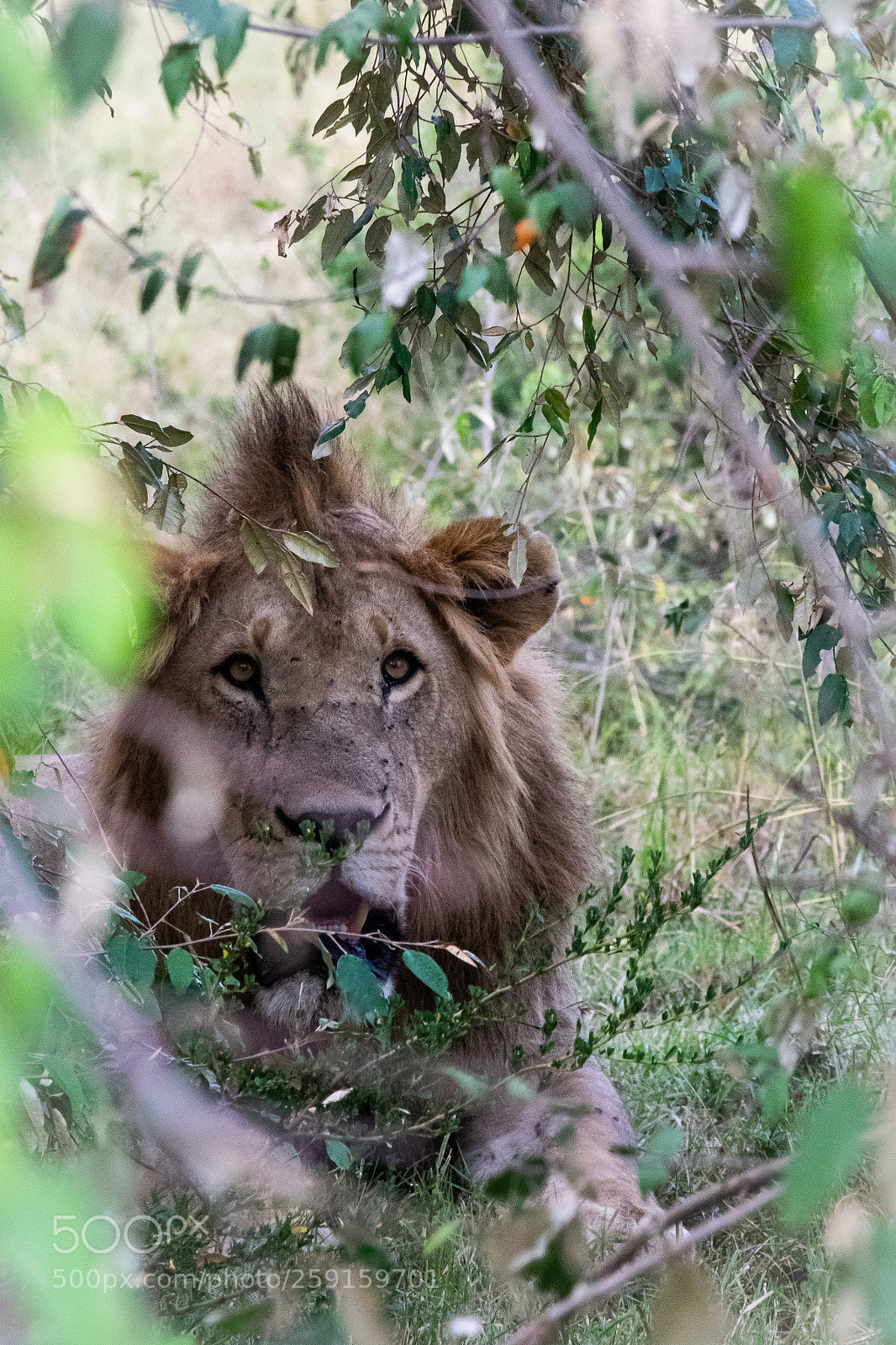 Nikon D5300 sample photo. Hiding in the grass photography