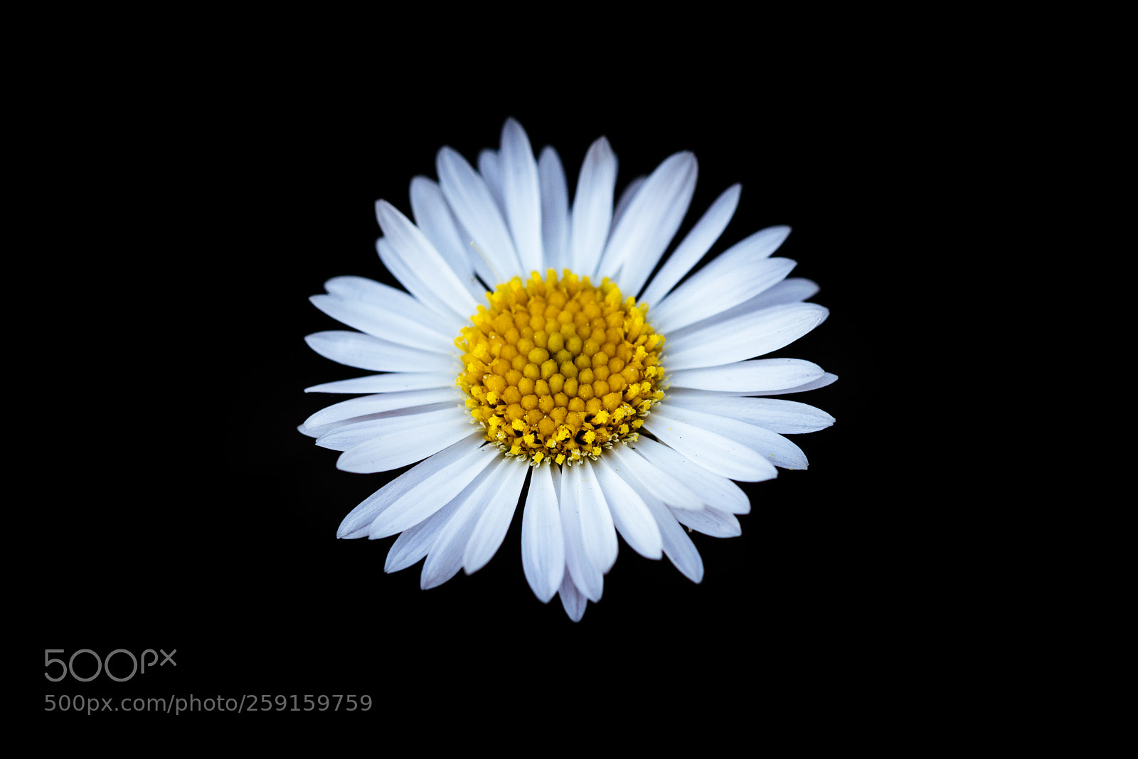 Nikon D7100 sample photo. Wild daisy photography