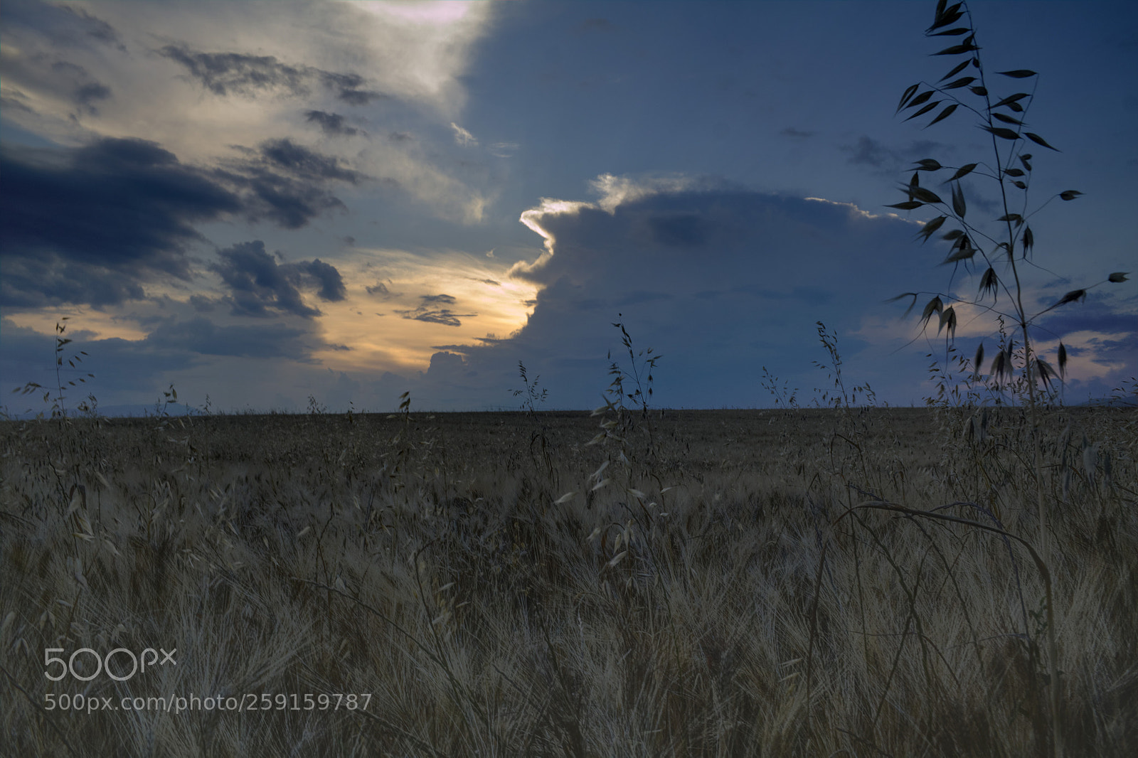 Canon EOS 50D sample photo. Wheat fields photography