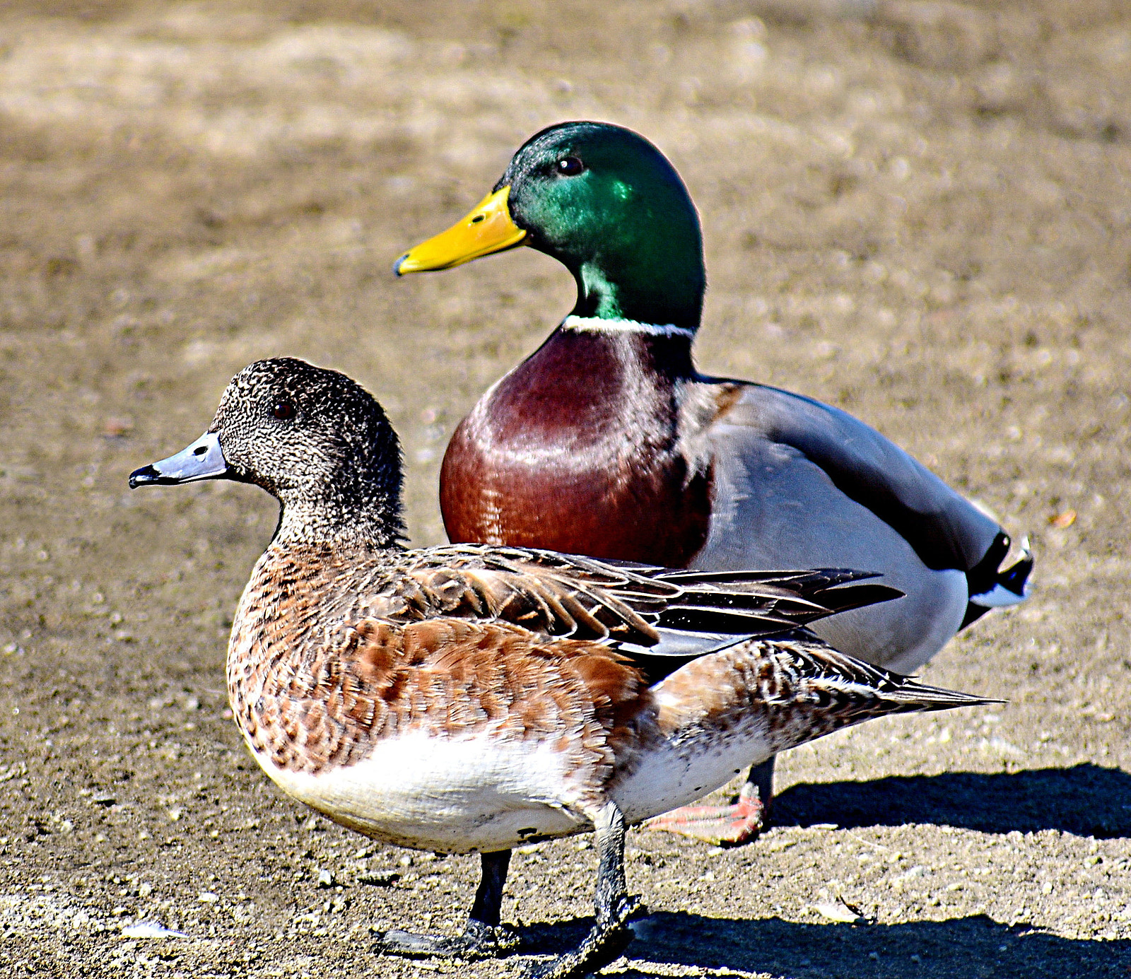 Nikon D7200 sample photo. Two ducks walking on photography