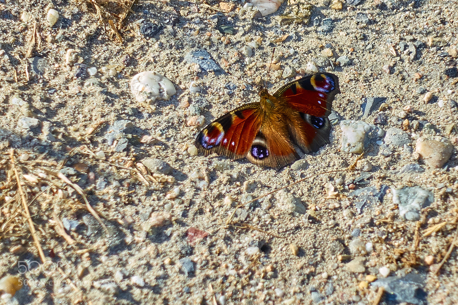 Sony Cyber-shot DSC-RX100 III sample photo. Schmetterling photography