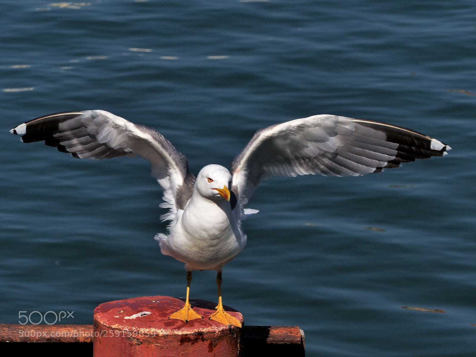 Panasonic Lumix DMC-FZ200 sample photo. Goeland comme a la photography