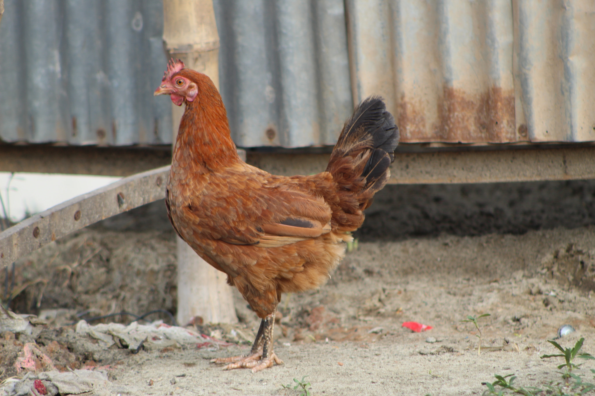 Canon EOS 1300D (EOS Rebel T6 / EOS Kiss X80) sample photo. Nice hen in streets. photography