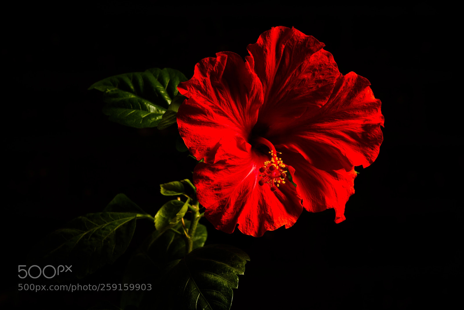 Canon EOS 7D sample photo. Hibiscus flower photography