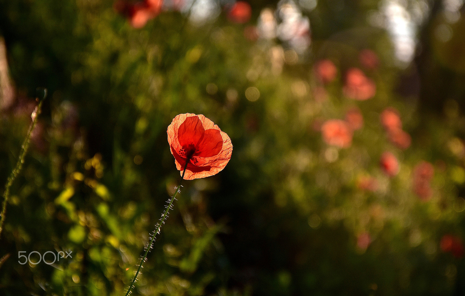 Nikon D5500 sample photo. The heart in the poppy photography