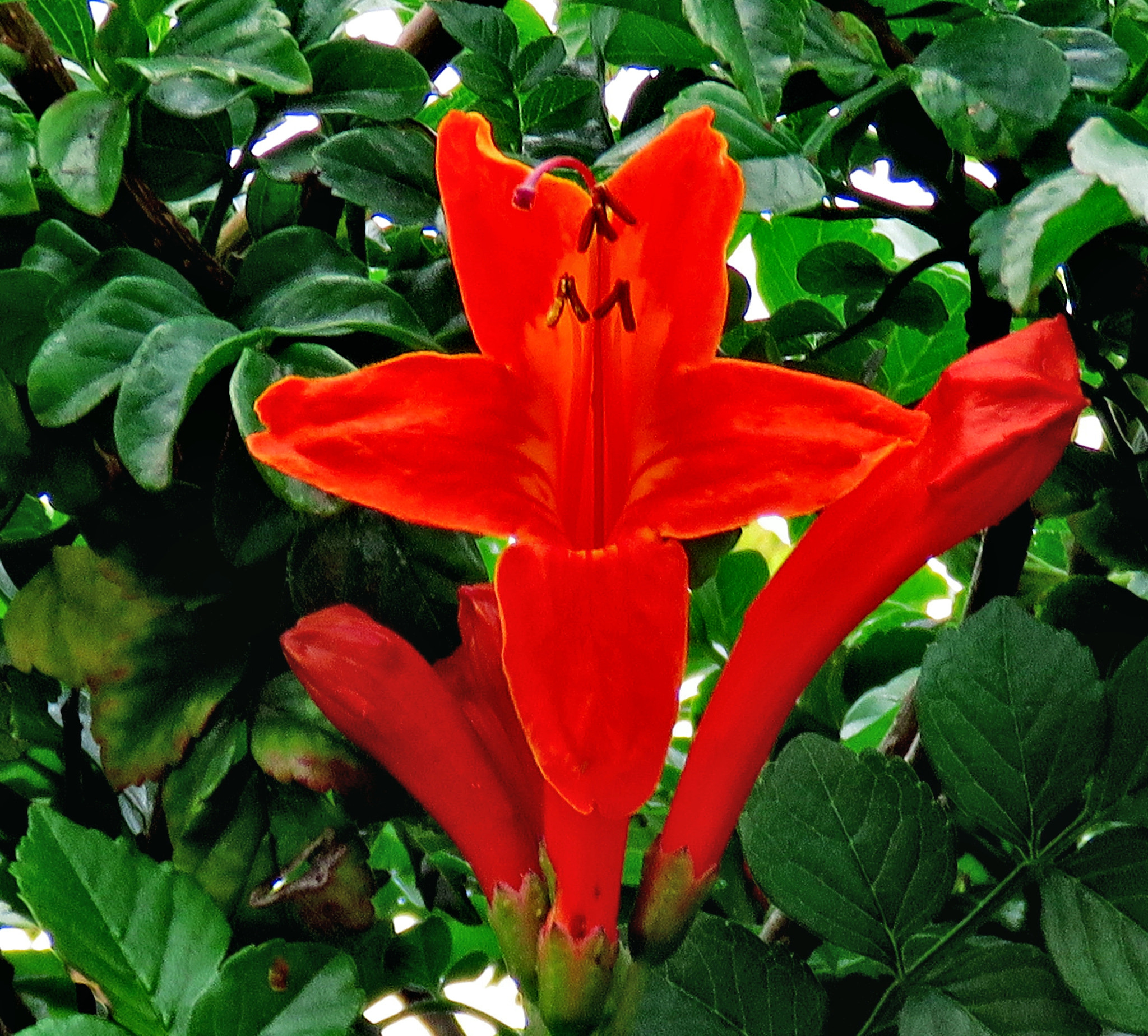 3.8 - 247.0 mm sample photo. Red tube flowers photography