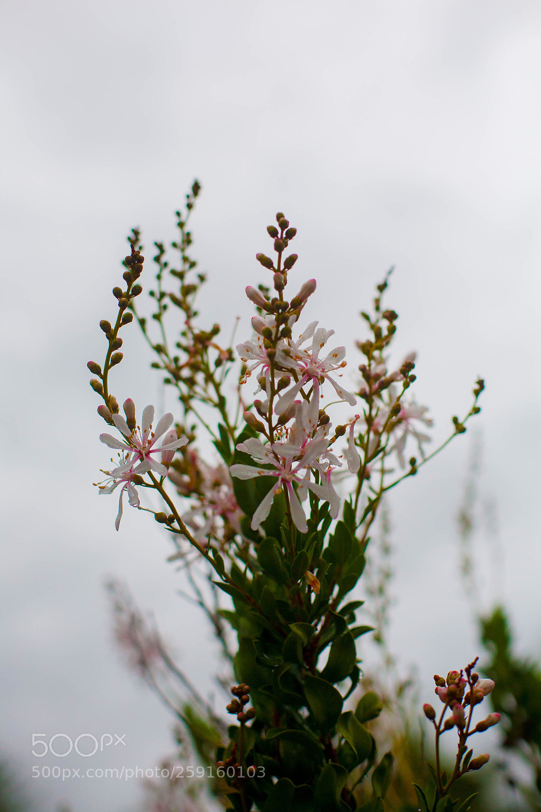 Canon EOS 5D sample photo. Untitled photography