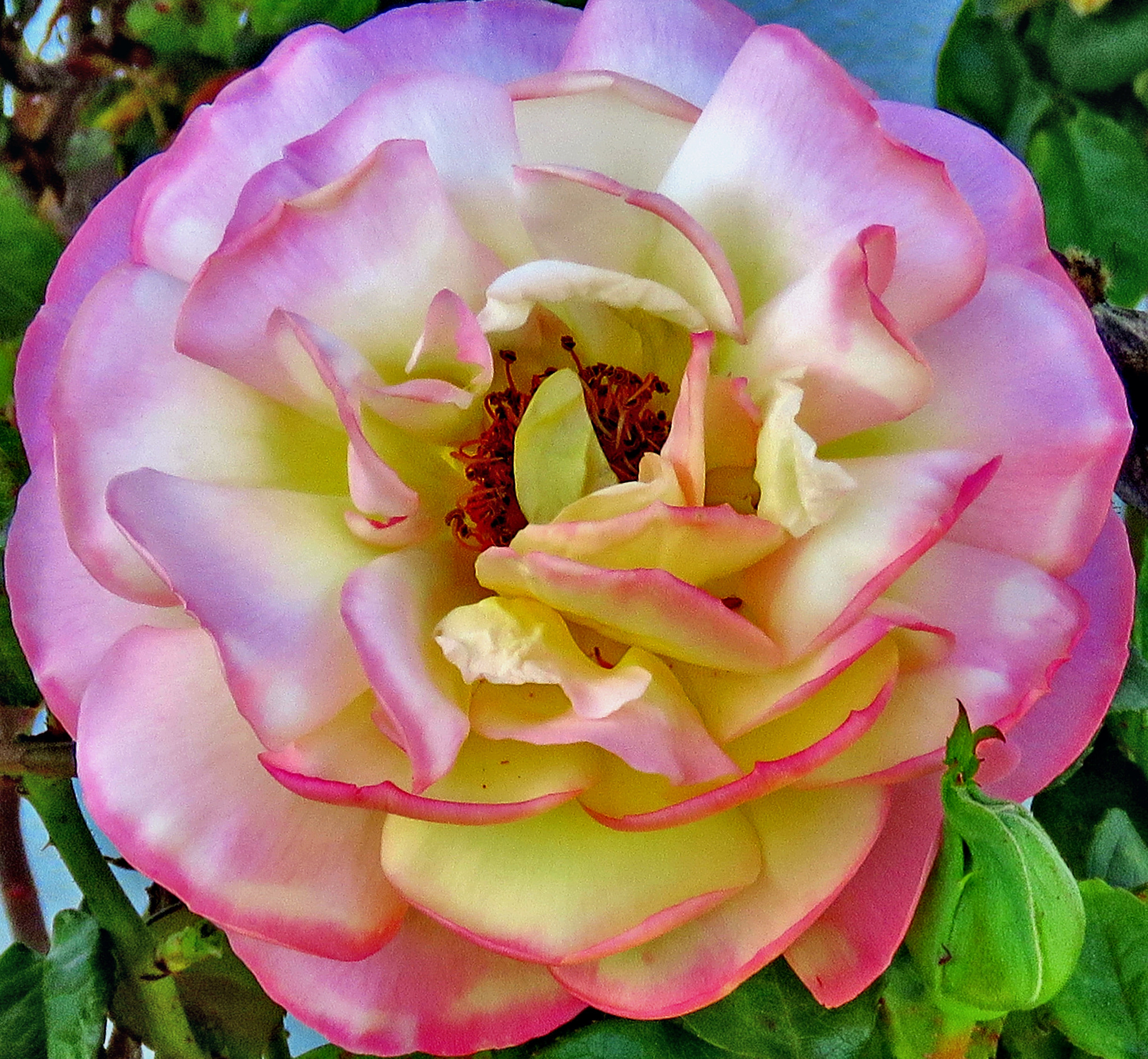 3.8 - 247.0 mm sample photo. A nice pink and white rose flower photography