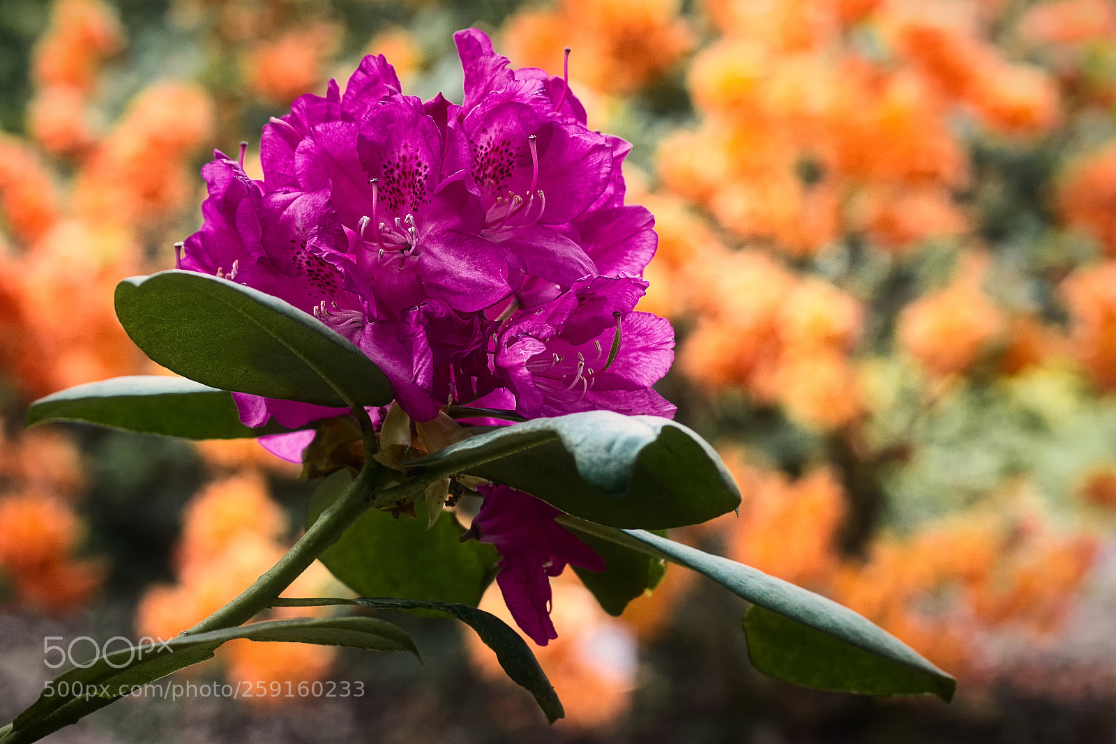 Canon EOS 600D (Rebel EOS T3i / EOS Kiss X5) sample photo. Rhododendron photography