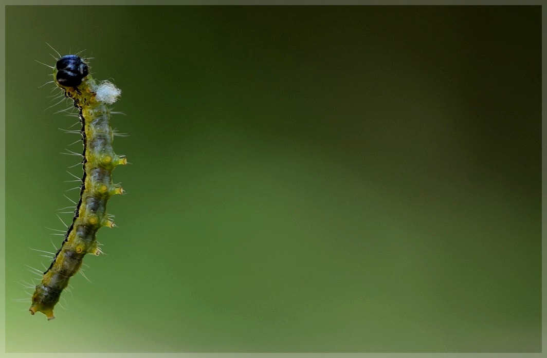 Sigma 105mm F2.8 EX DG OS HSM sample photo. équilibriste i photography
