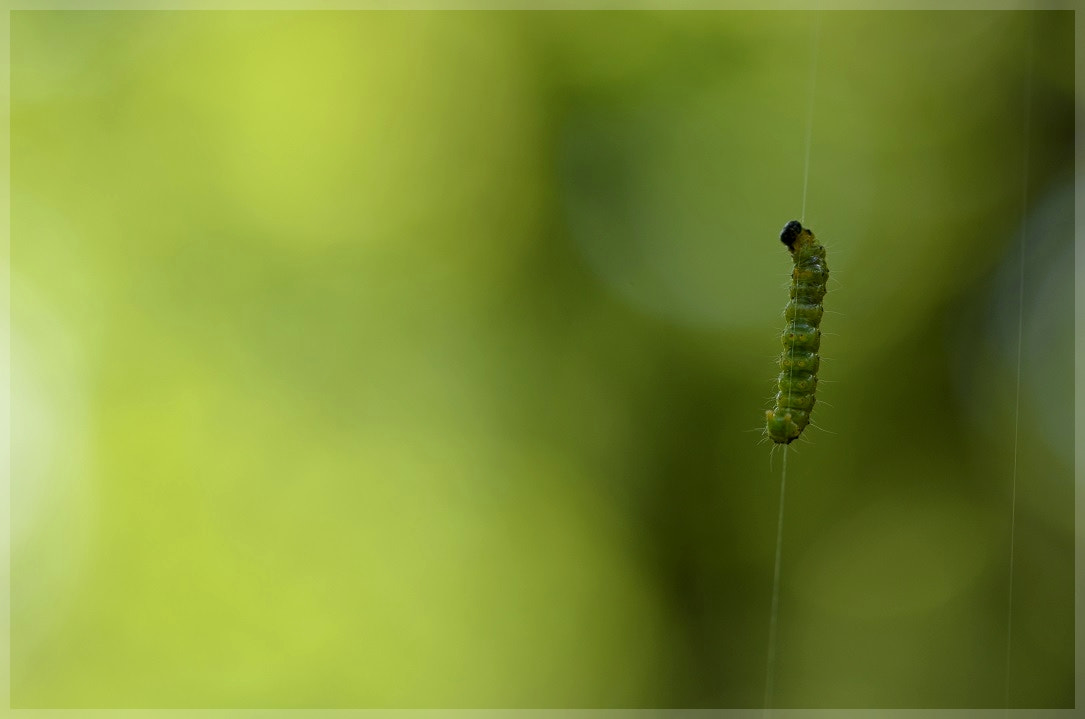 Sigma 105mm F2.8 EX DG OS HSM sample photo. équilibriste ii photography