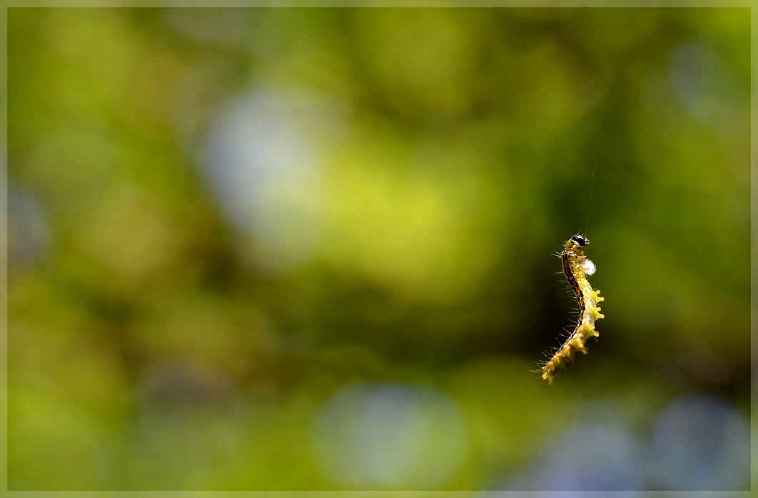 Sigma 105mm F2.8 EX DG OS HSM sample photo. équilibriste iv photography