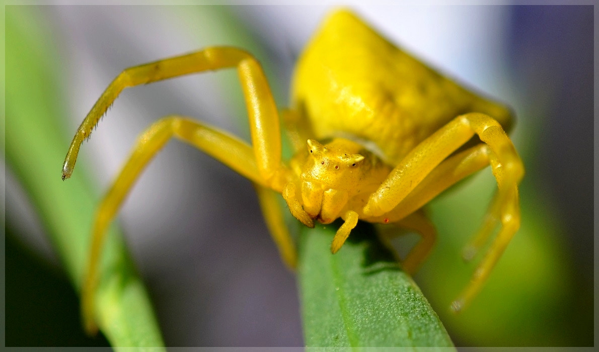 Nikon D7000 + Sigma 105mm F2.8 EX DG OS HSM sample photo. Jaune i photography