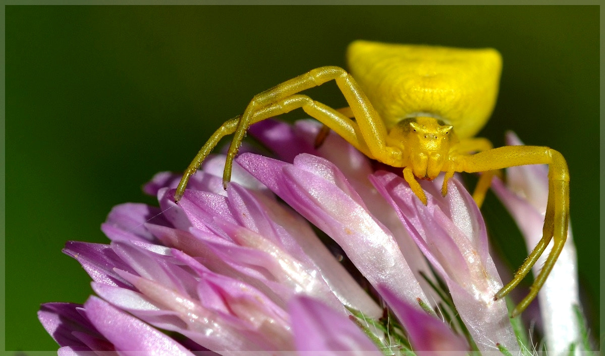 Nikon D7000 + Sigma 105mm F2.8 EX DG OS HSM sample photo. Jaune ii photography