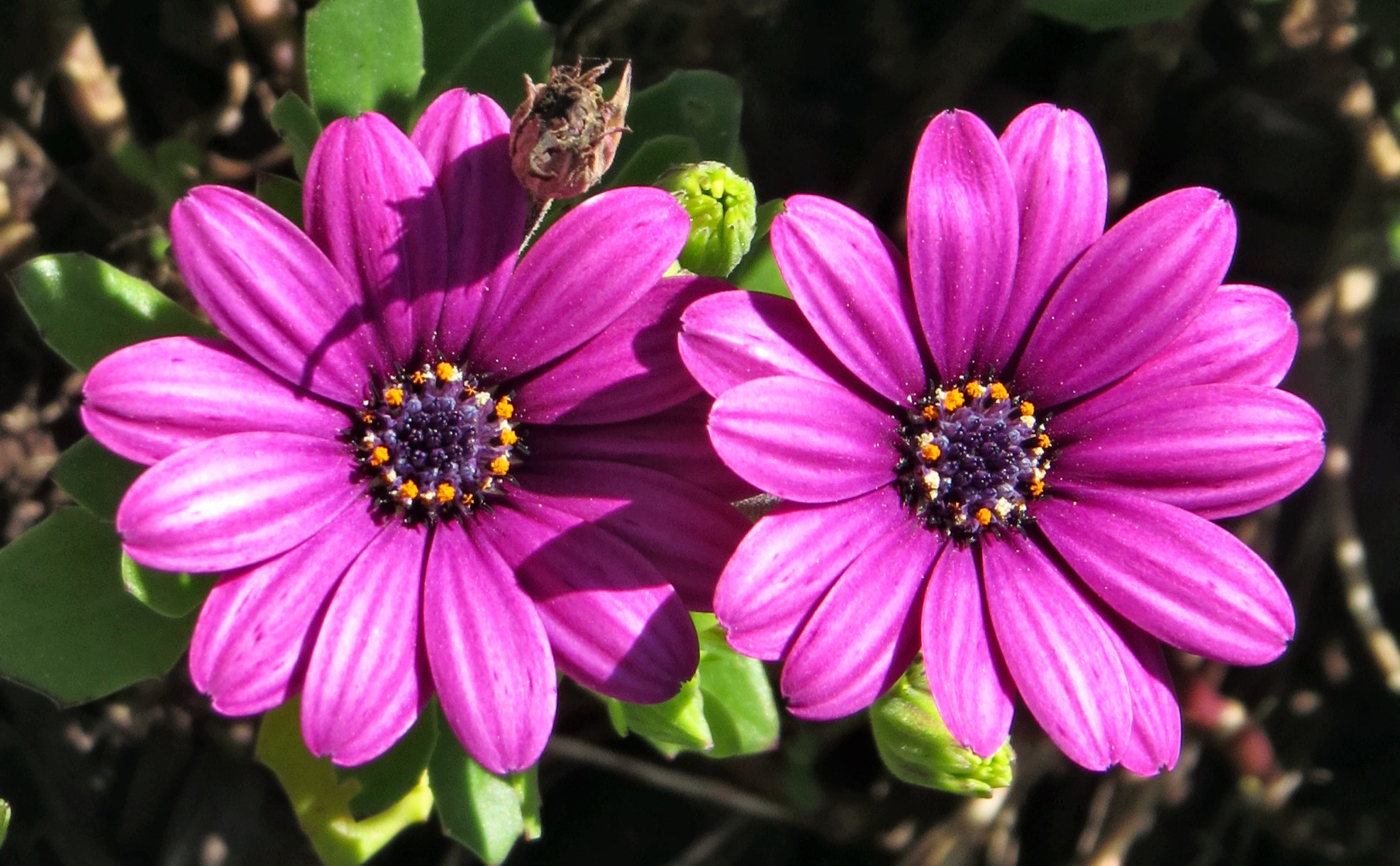 Canon PowerShot SX50 HS + 4.3 - 215.0 mm sample photo. Two purple daisies in the garden photography