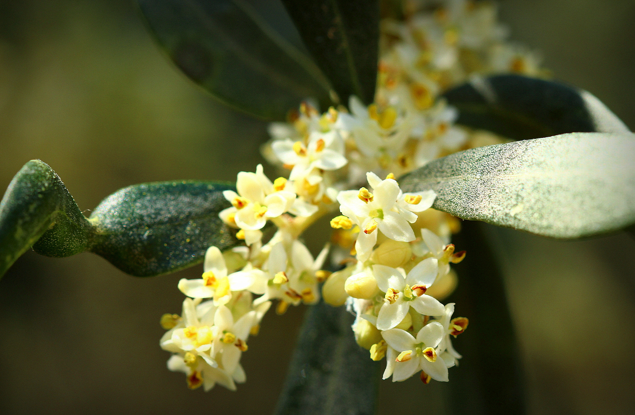 Canon EOS 650D (EOS Rebel T4i / EOS Kiss X6i) + Canon EF 100mm F2.8 Macro USM sample photo. Olive tree flover ... photography