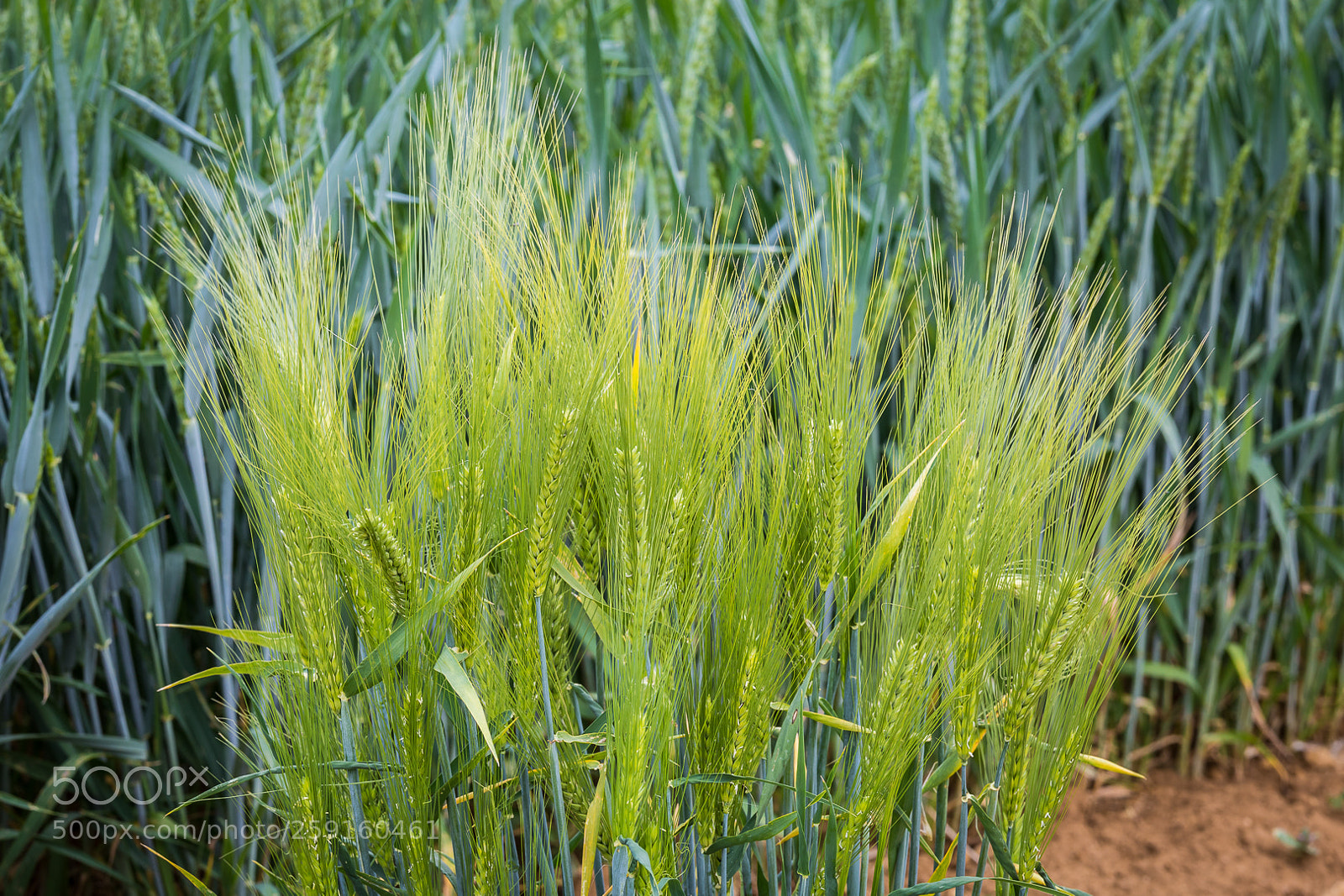 Canon EOS 6D sample photo. Cereal # 2 photography