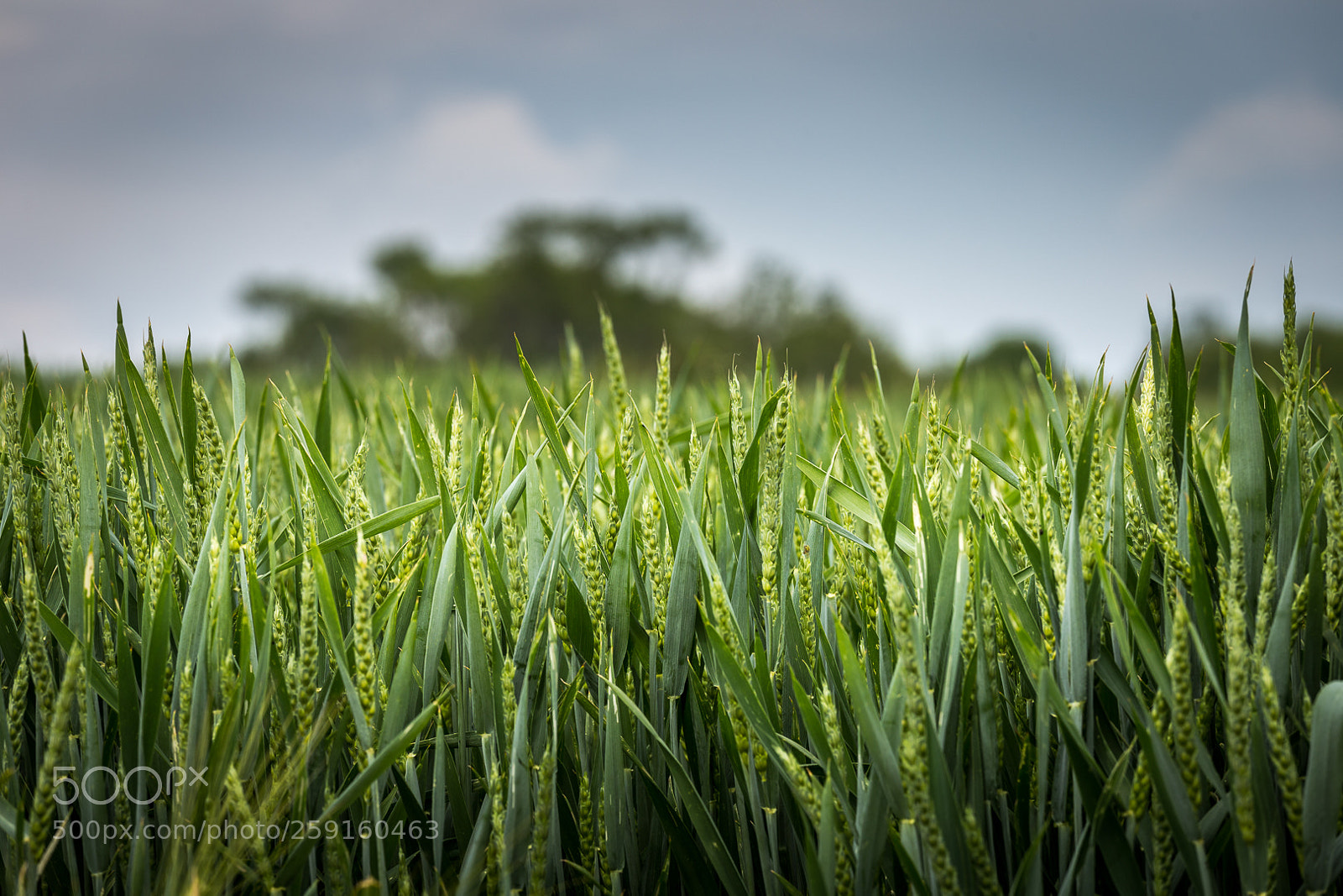 Canon EOS 6D sample photo. Cereal # 1 photography
