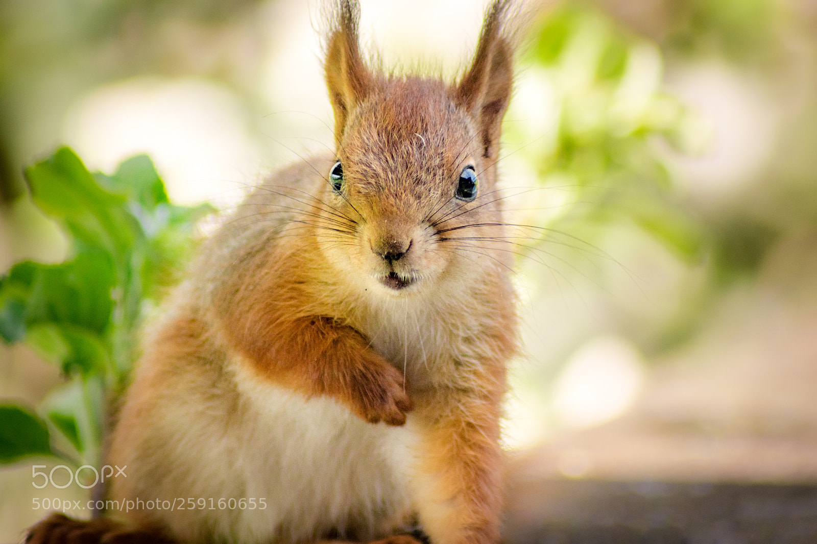 Nikon D5300 sample photo. Summer squirrel photography