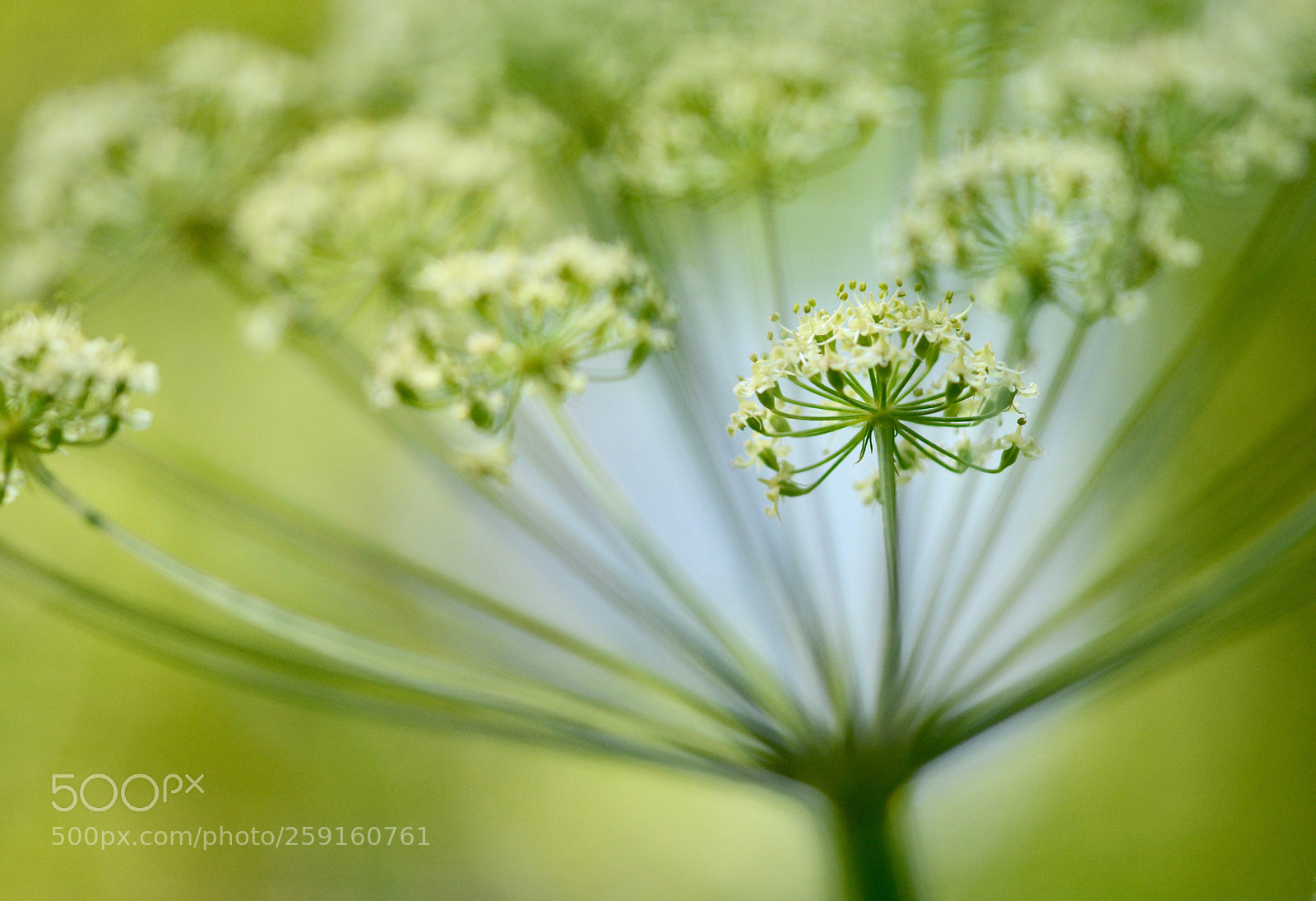 Nikon D7100 sample photo. Fanned out photography
