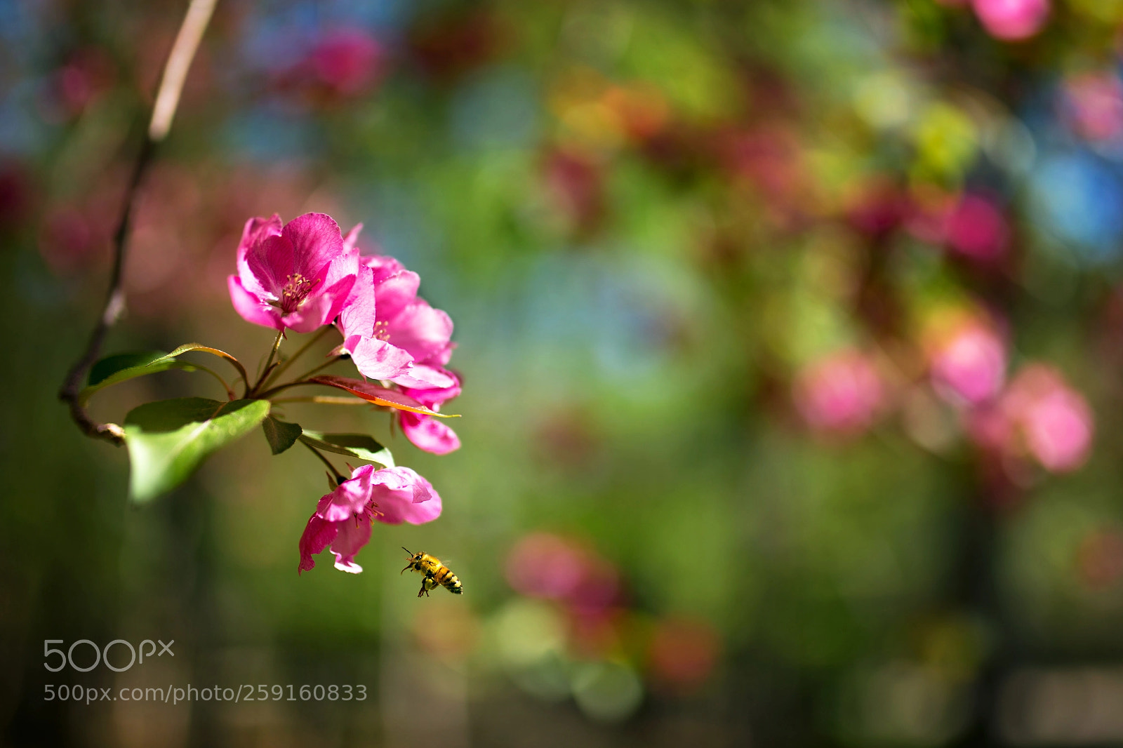 Canon EOS 6D sample photo. Life's a bee ii photography