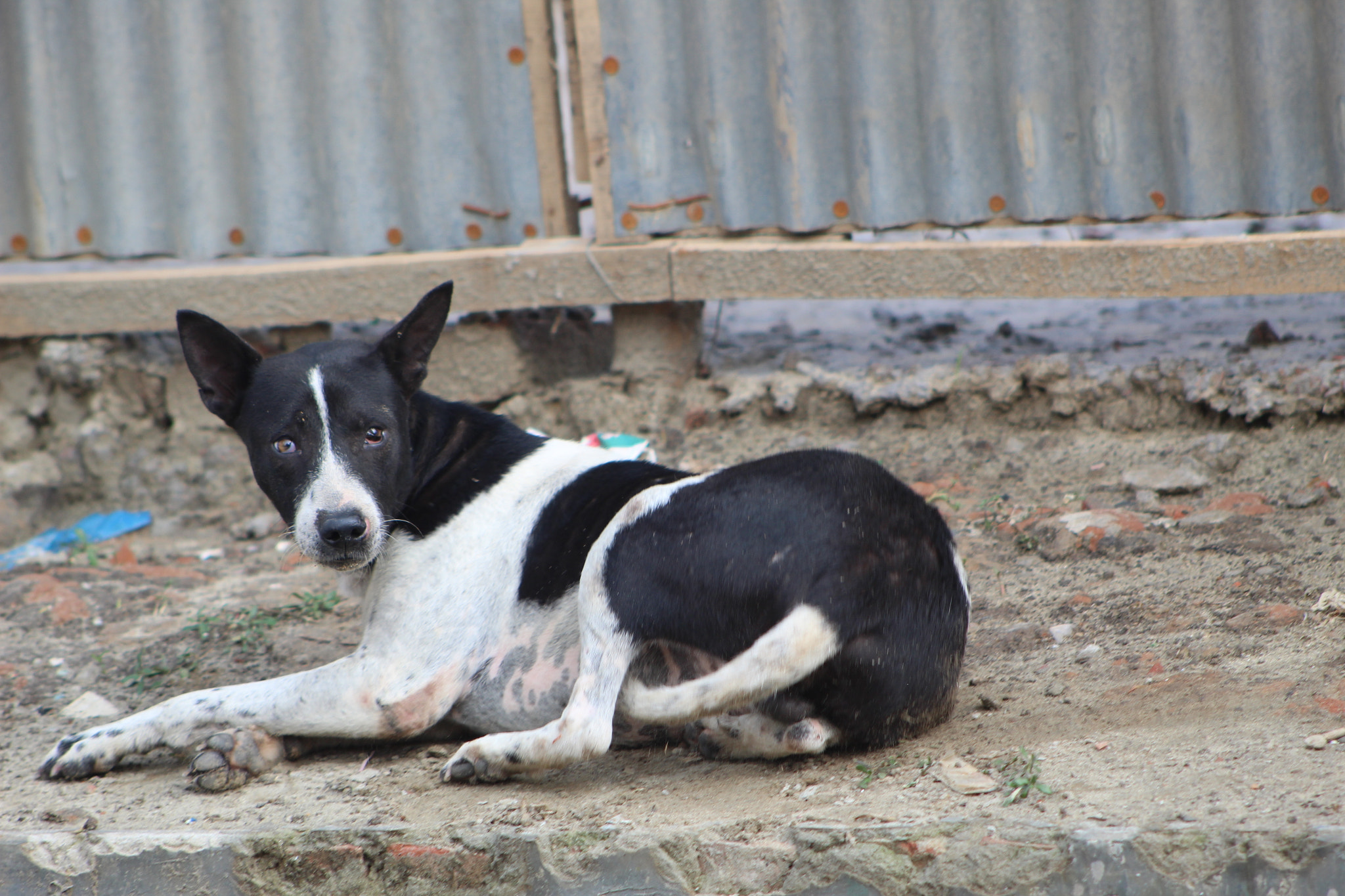 Canon EOS 1300D (EOS Rebel T6 / EOS Kiss X80) sample photo. Black dog picture photography