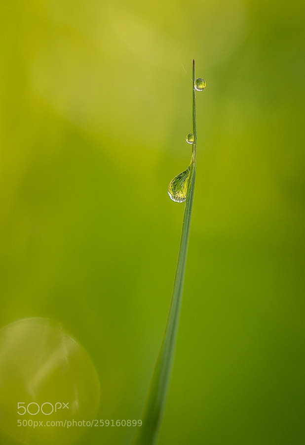 Canon EOS 60D sample photo. Injection needle photography