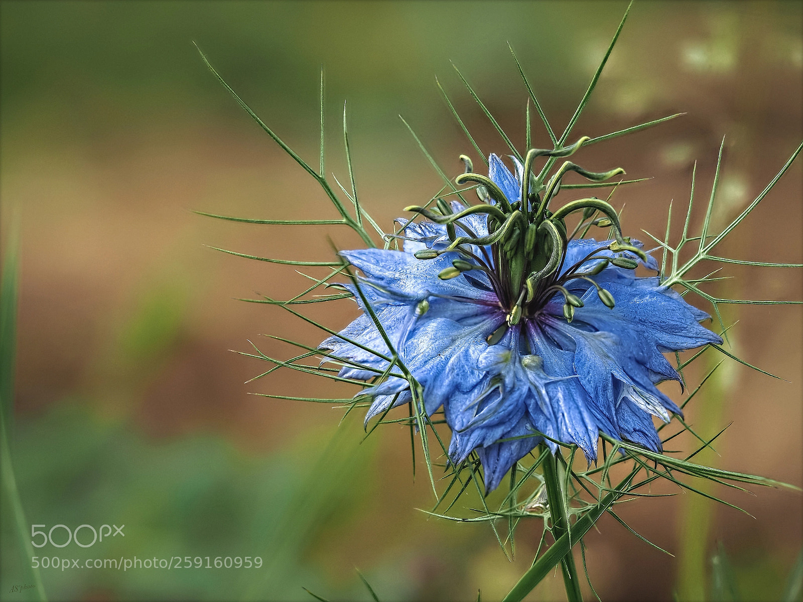 Olympus OM-D E-M1 Mark II sample photo. Nigella damascena photography