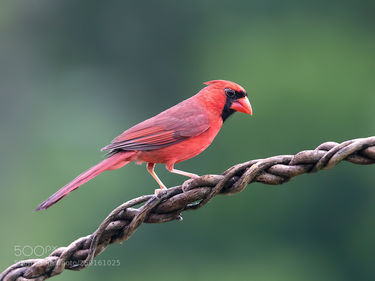 Canon EOS-1D X Mark II sample photo. Northern cardinal male photography