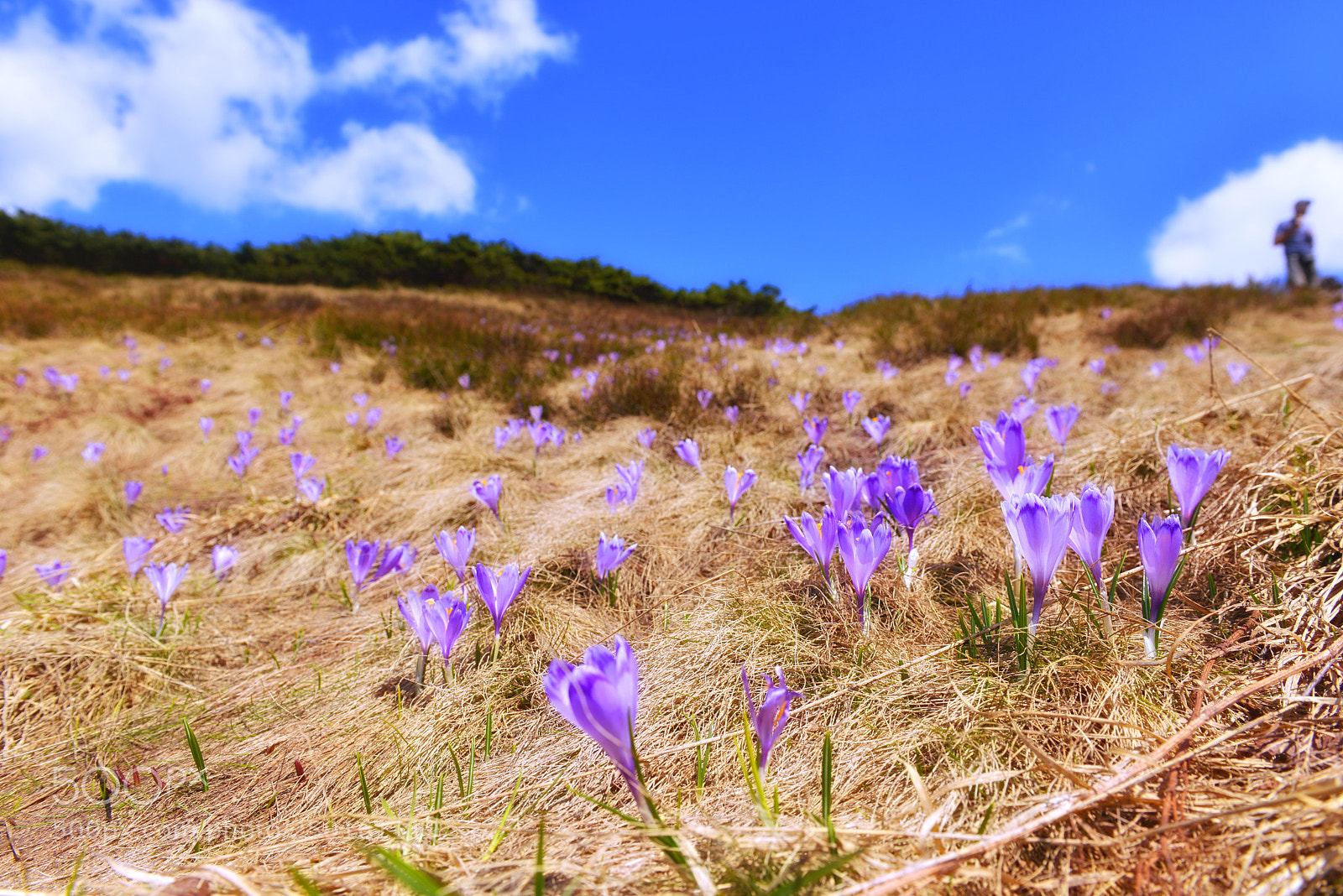 Nikon D800 sample photo. D photography