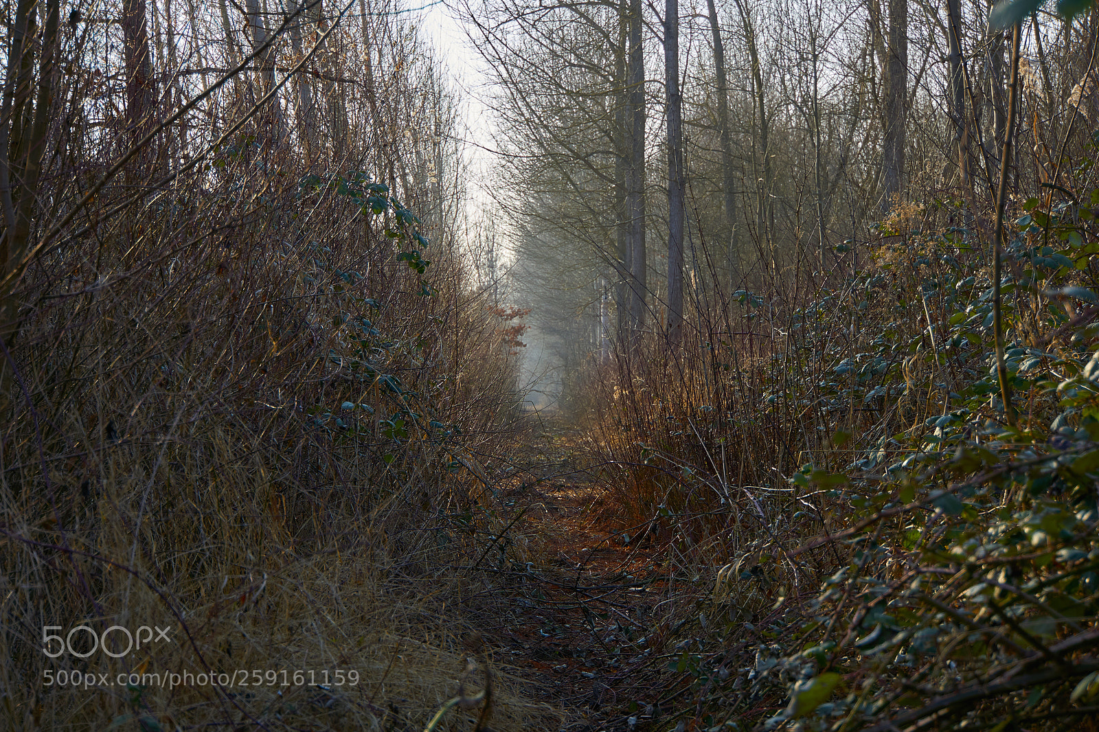 Sony a6000 sample photo. Mystischer wald photography