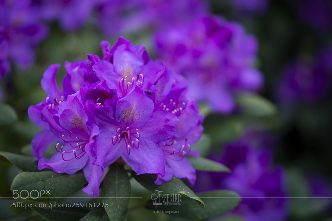 Sony a6000 sample photo. Purple flowerpower! photography