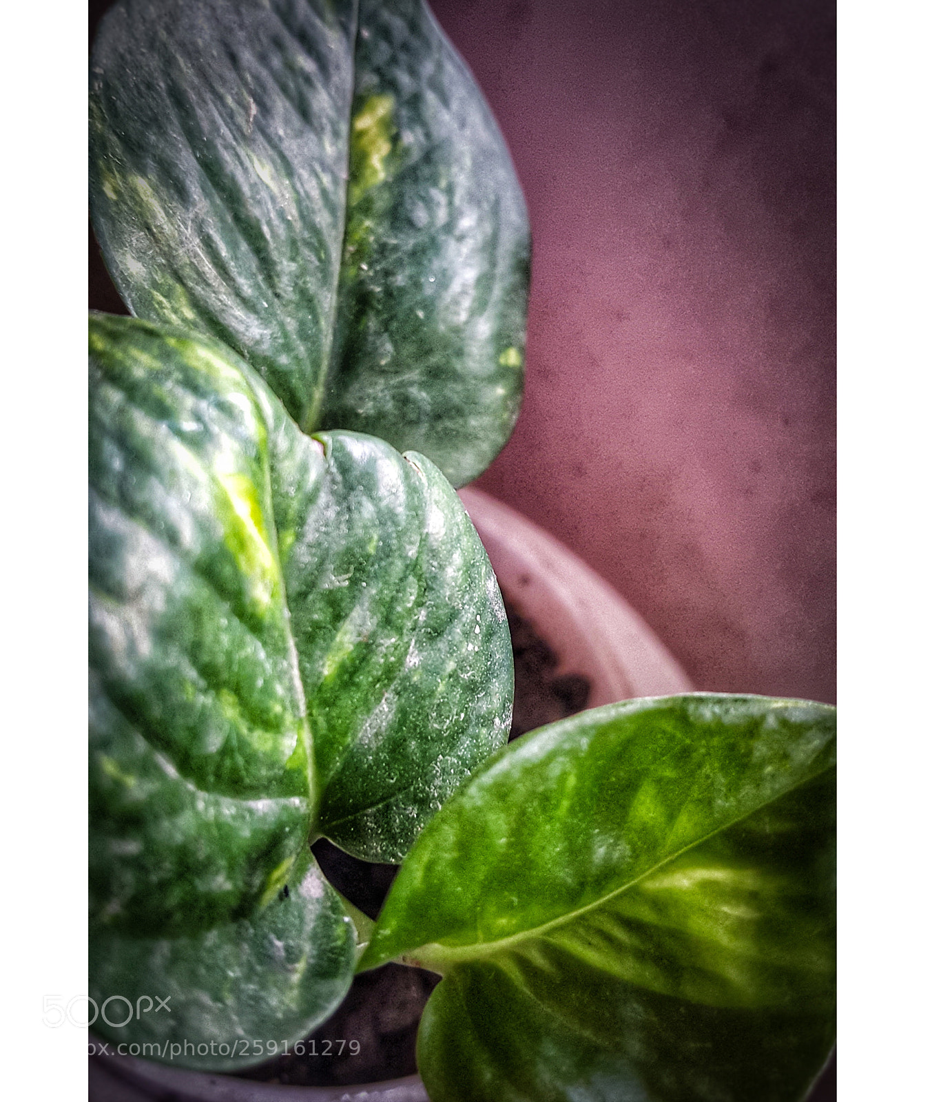 Samsung Galaxy Note5 sample photo. Growing nature photography