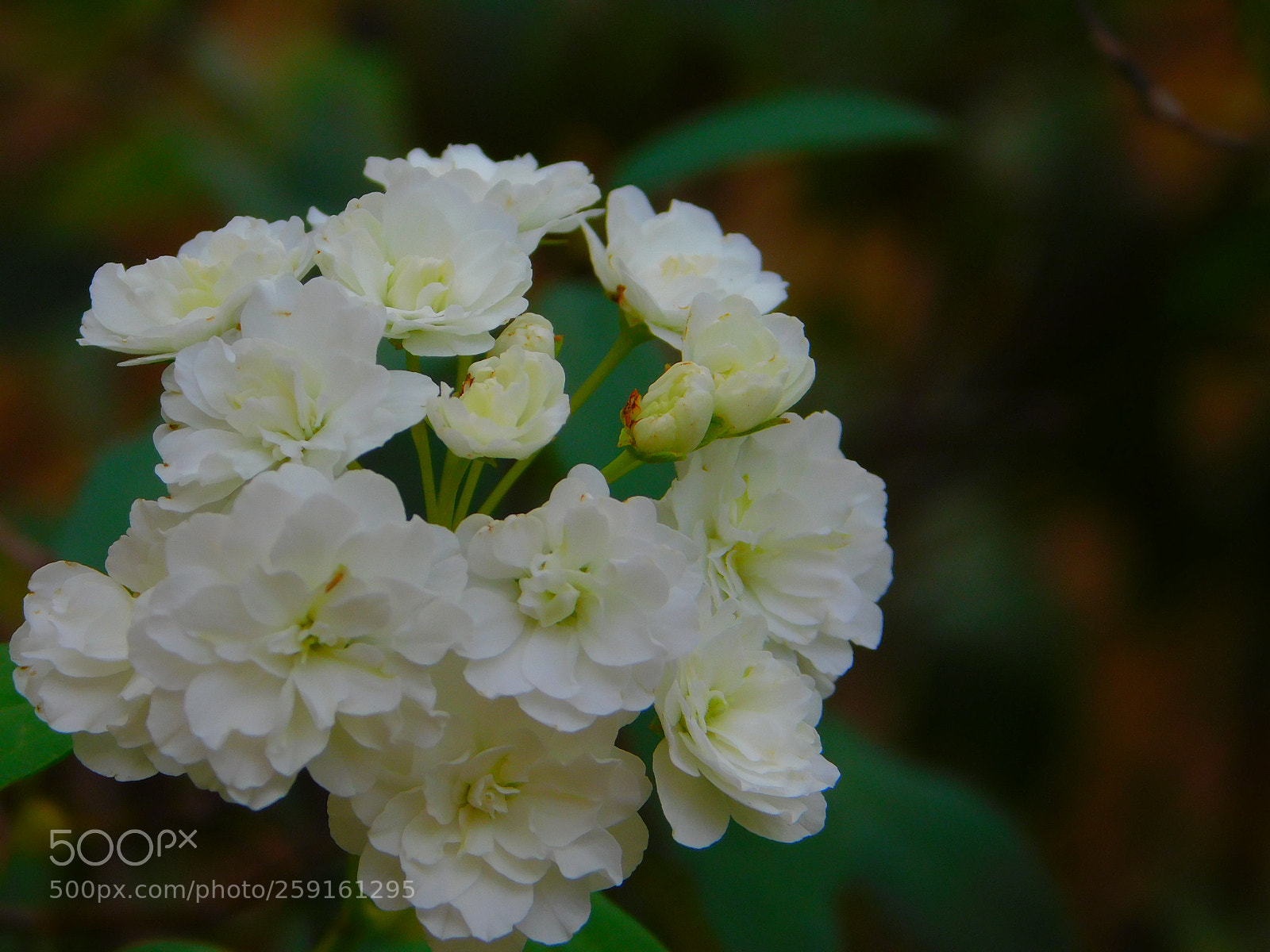 Nikon Coolpix B500 sample photo. Spiraea cantoniensis photography