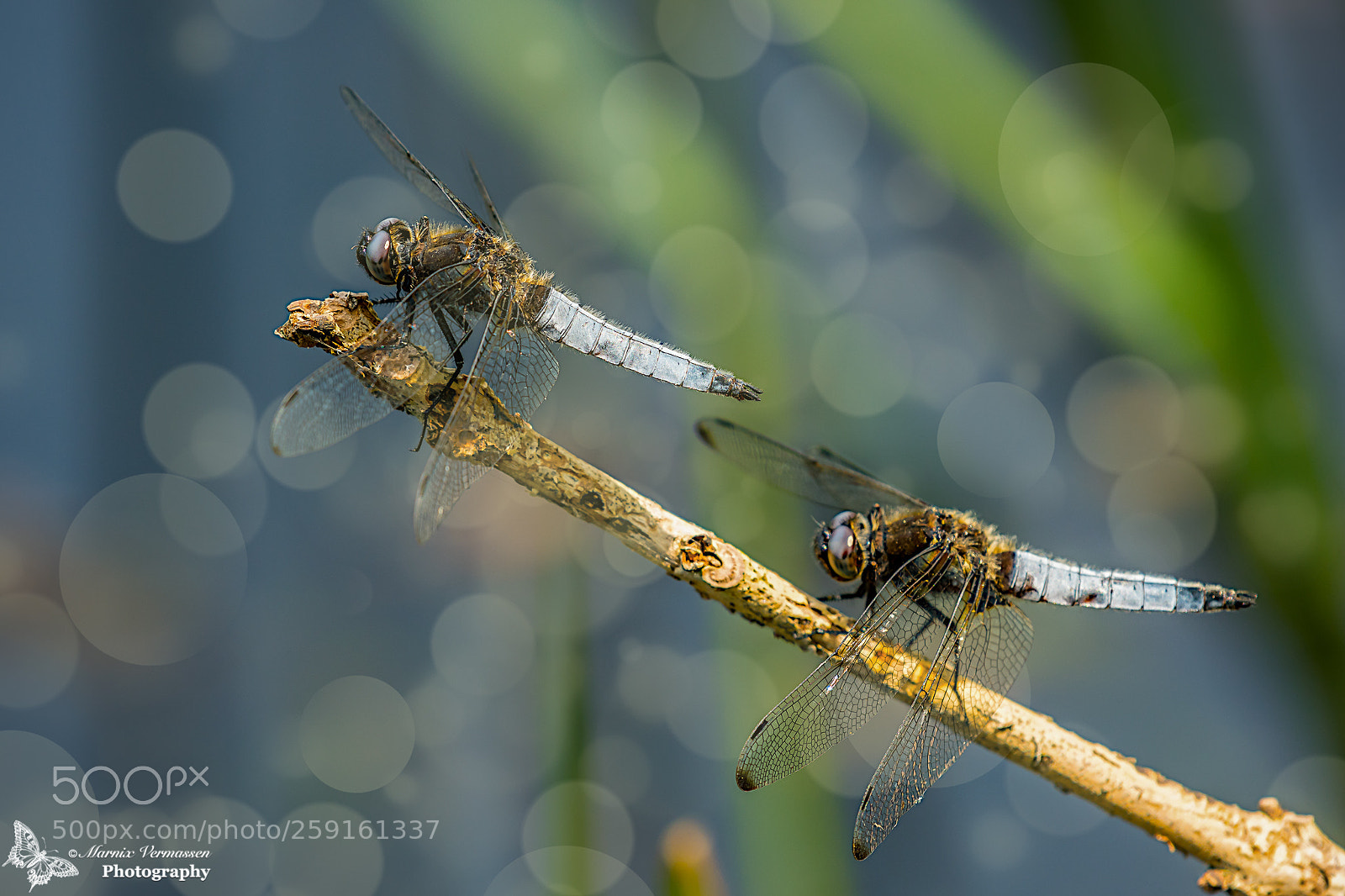 Nikon D500 sample photo. Orthetrum cancellatum photography