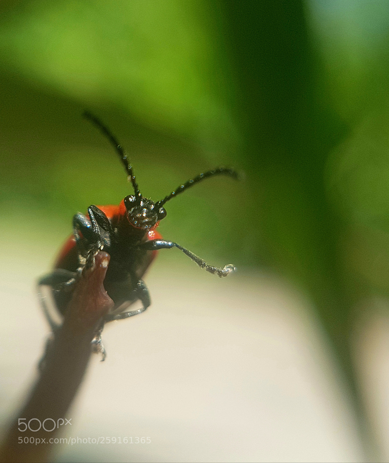 Samsung Galaxy S7 sample photo. Hey you yes you photography