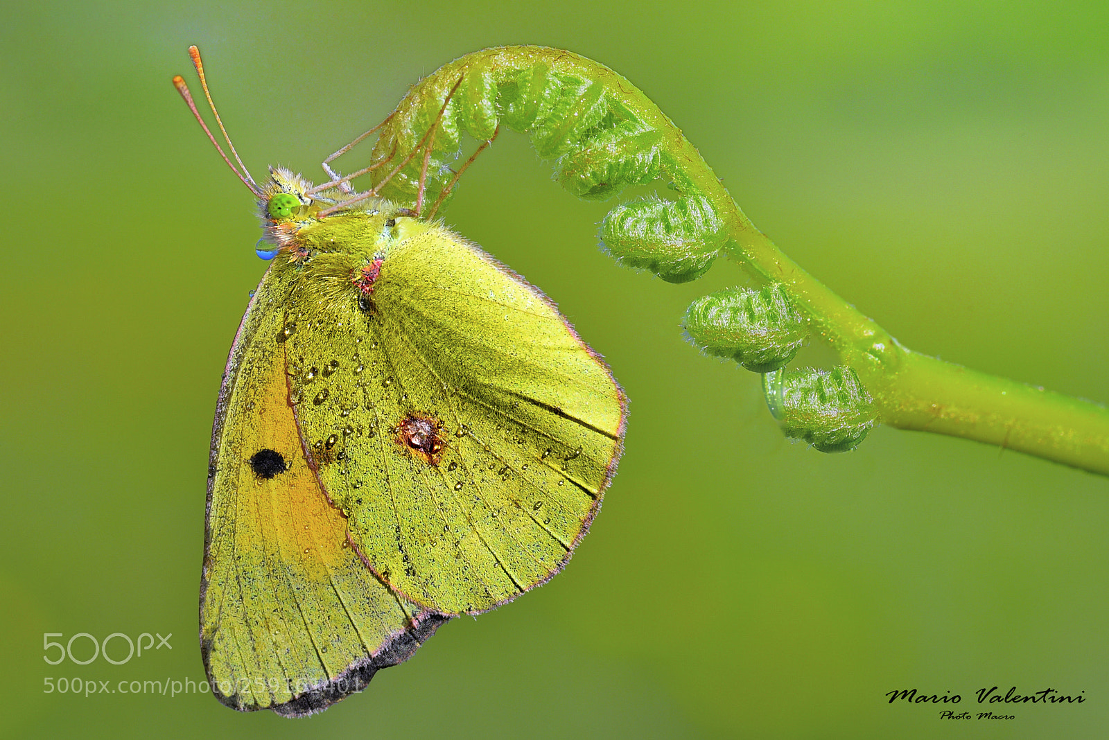 Nikon D750 sample photo. Colias crocea.italy. photography