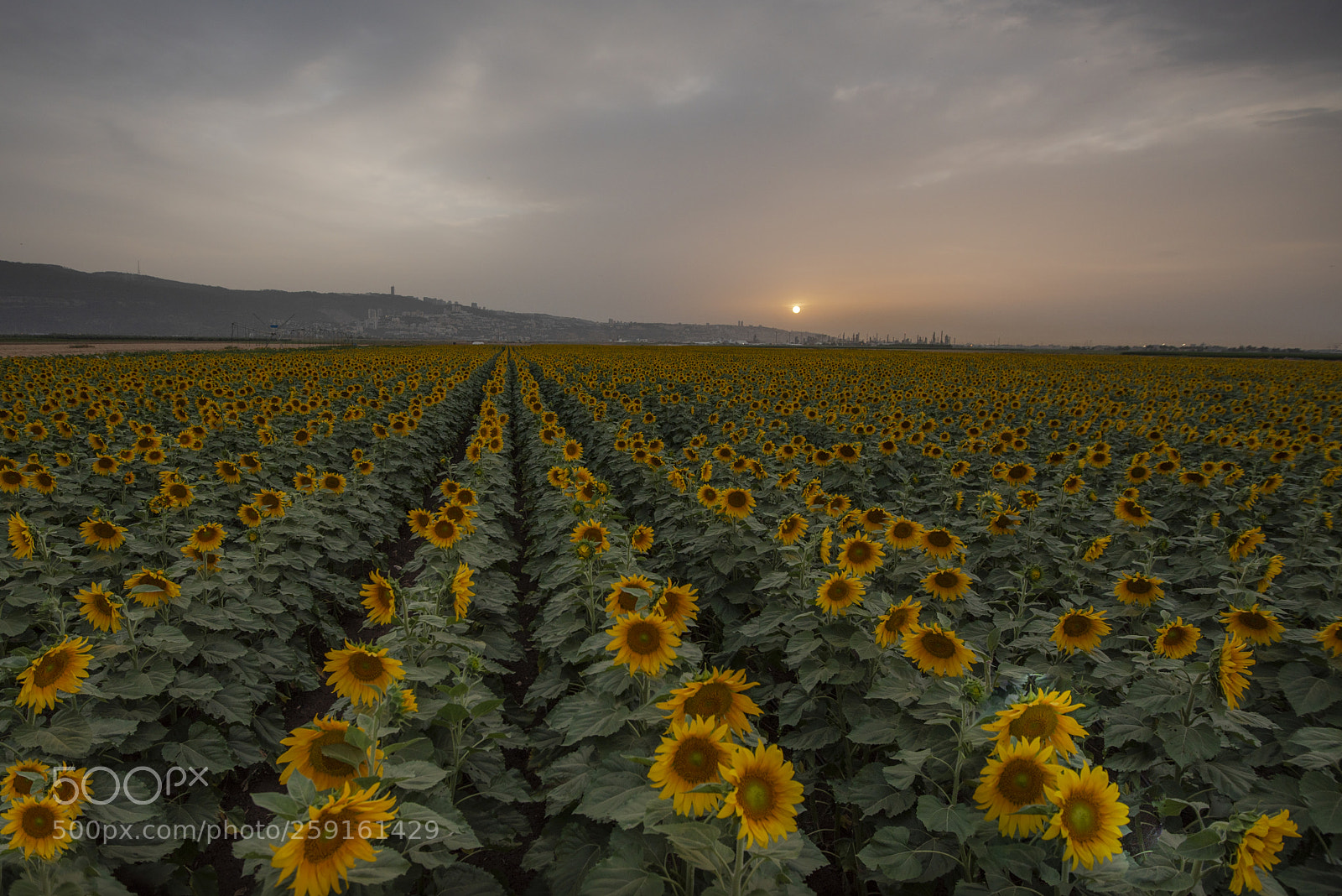 Nikon D750 sample photo. Way to haifa photography